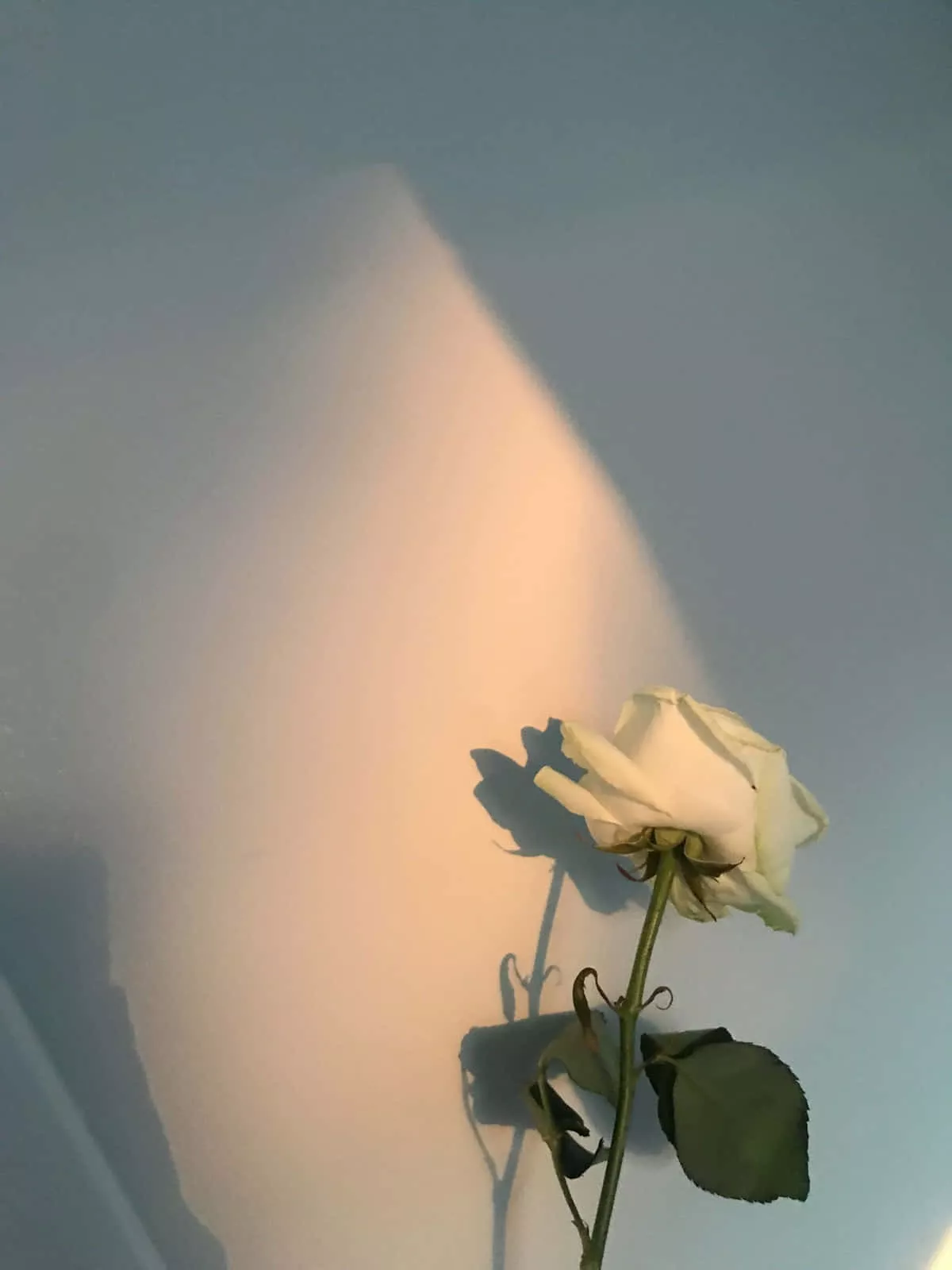 Download Single White Rose Aesthetic