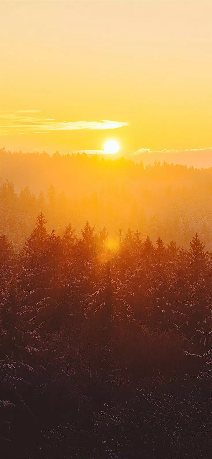golden hour foggy landscape 4k iPhone