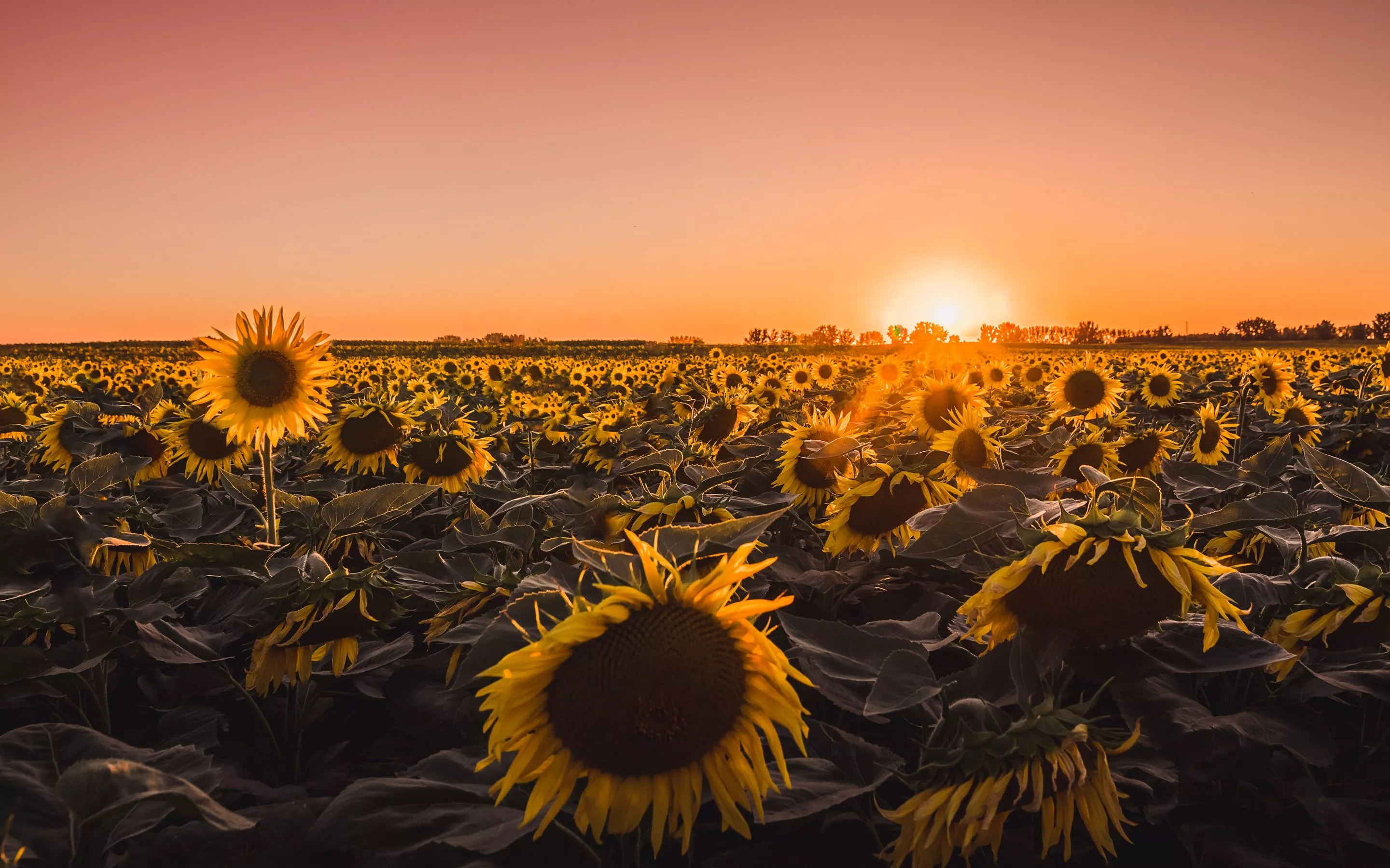 Sunflowers Farm Golden Hour
