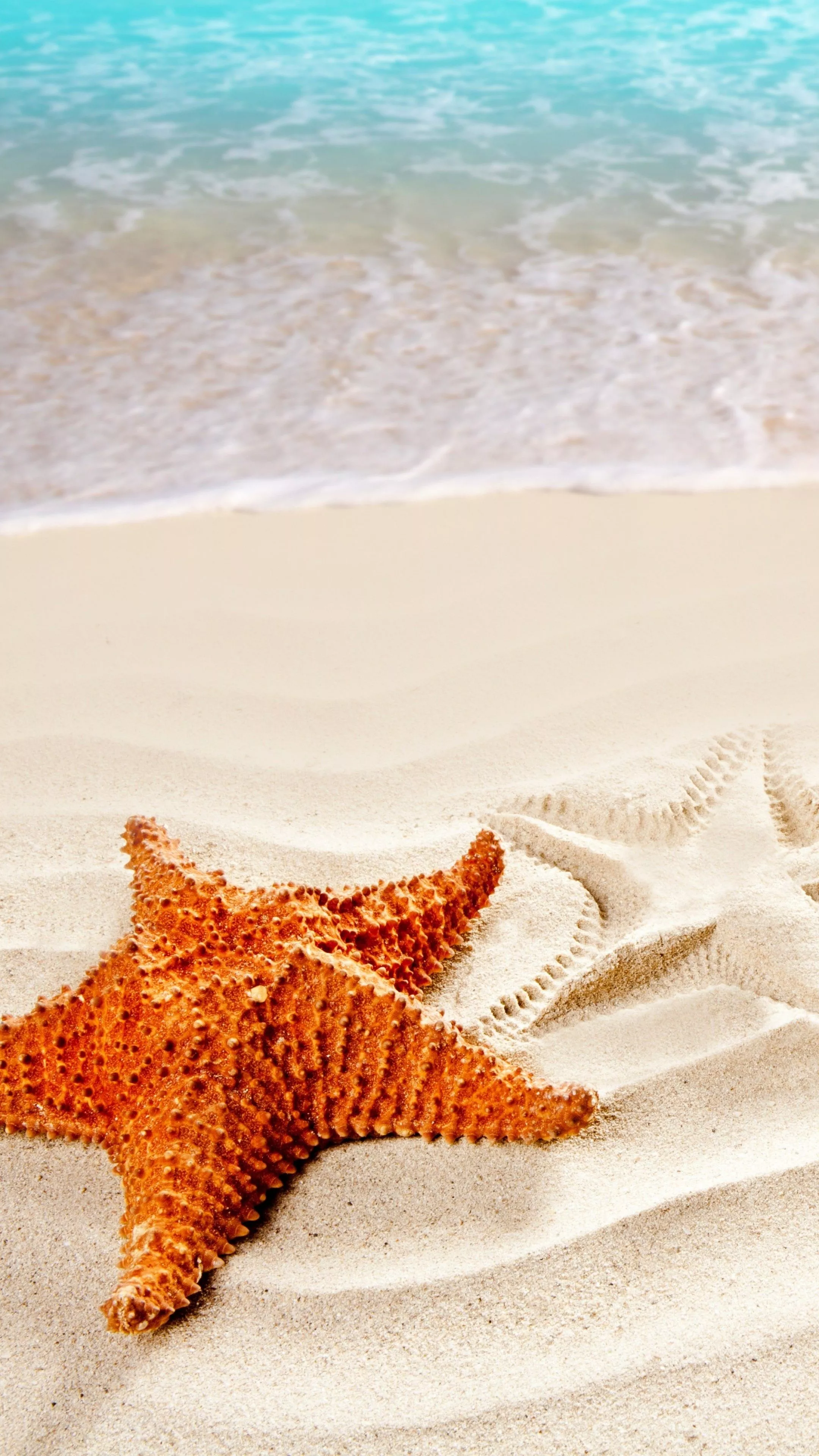 Sea Star Wallpaper