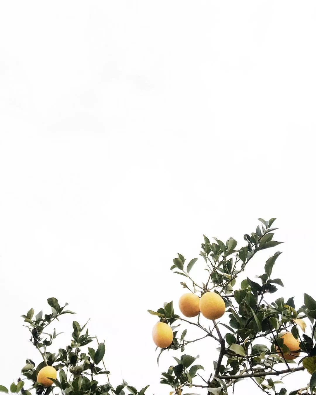 Lemon Tree Wallpaper Free