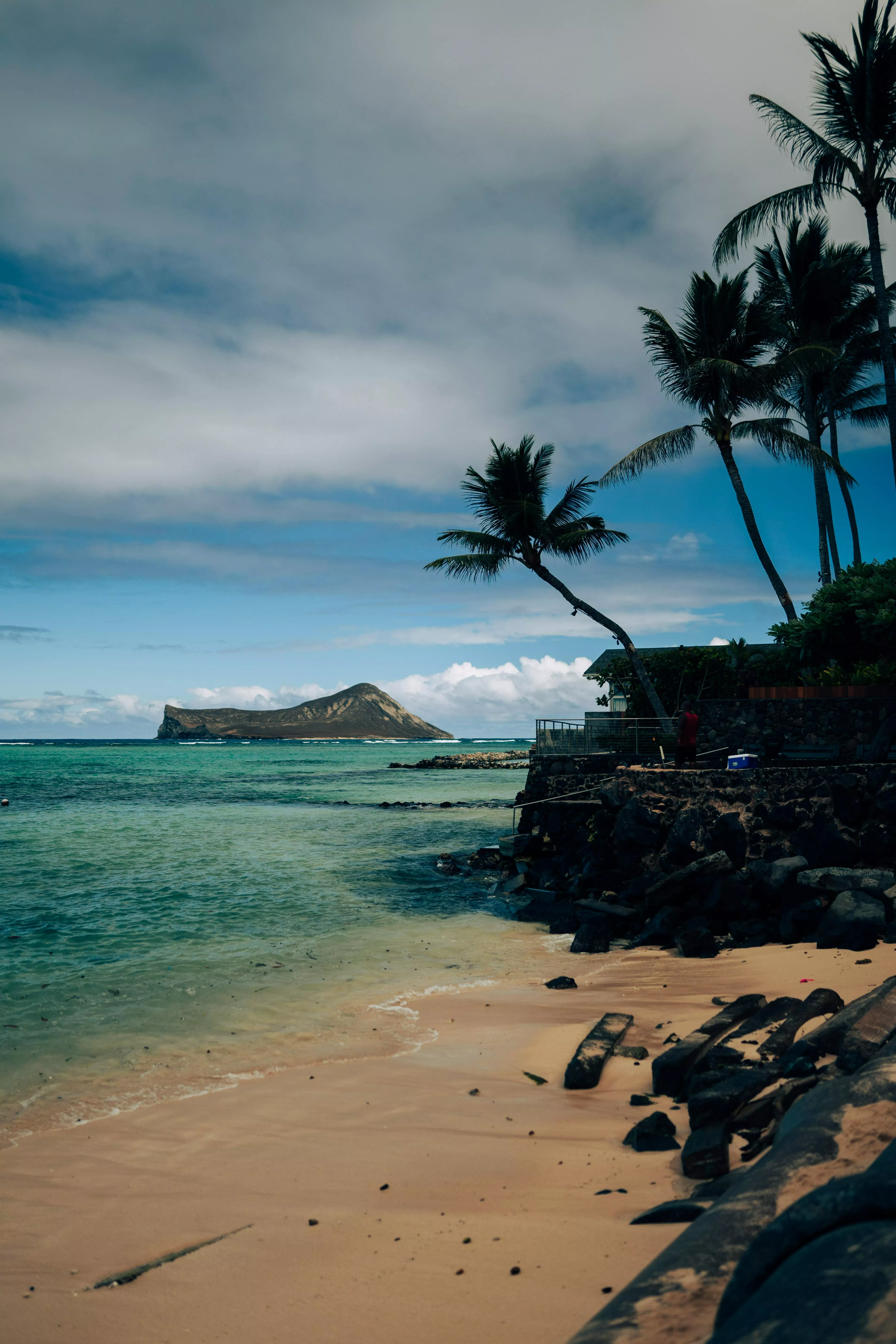 Palm Trees on Beach Shore · Free Stock