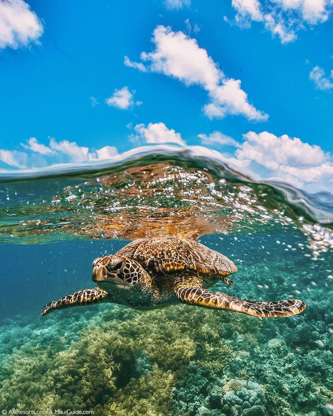 Maui Hawaii Turtle Tuesday