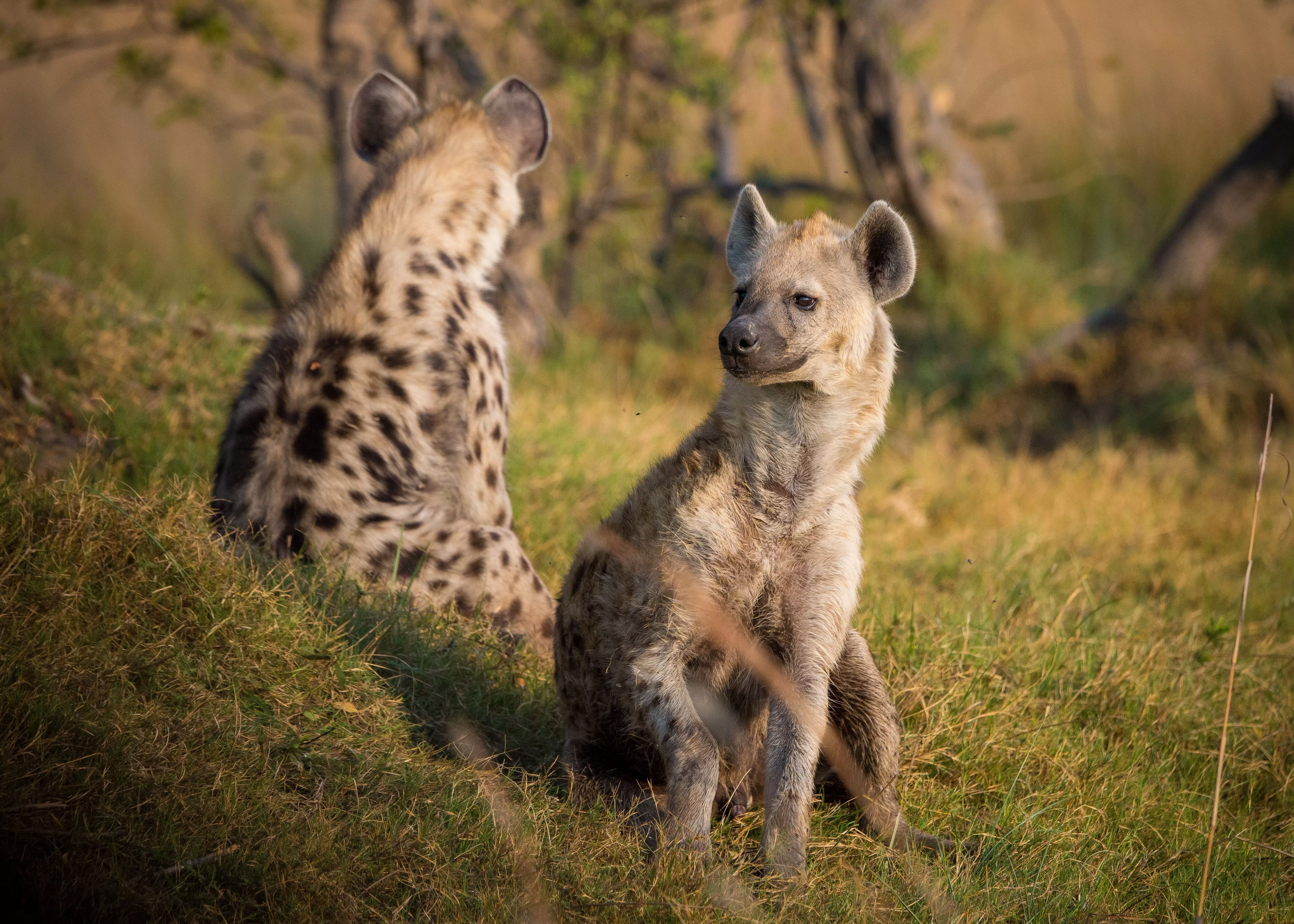 Royalty Free Photo: Two Hyenas On Grass