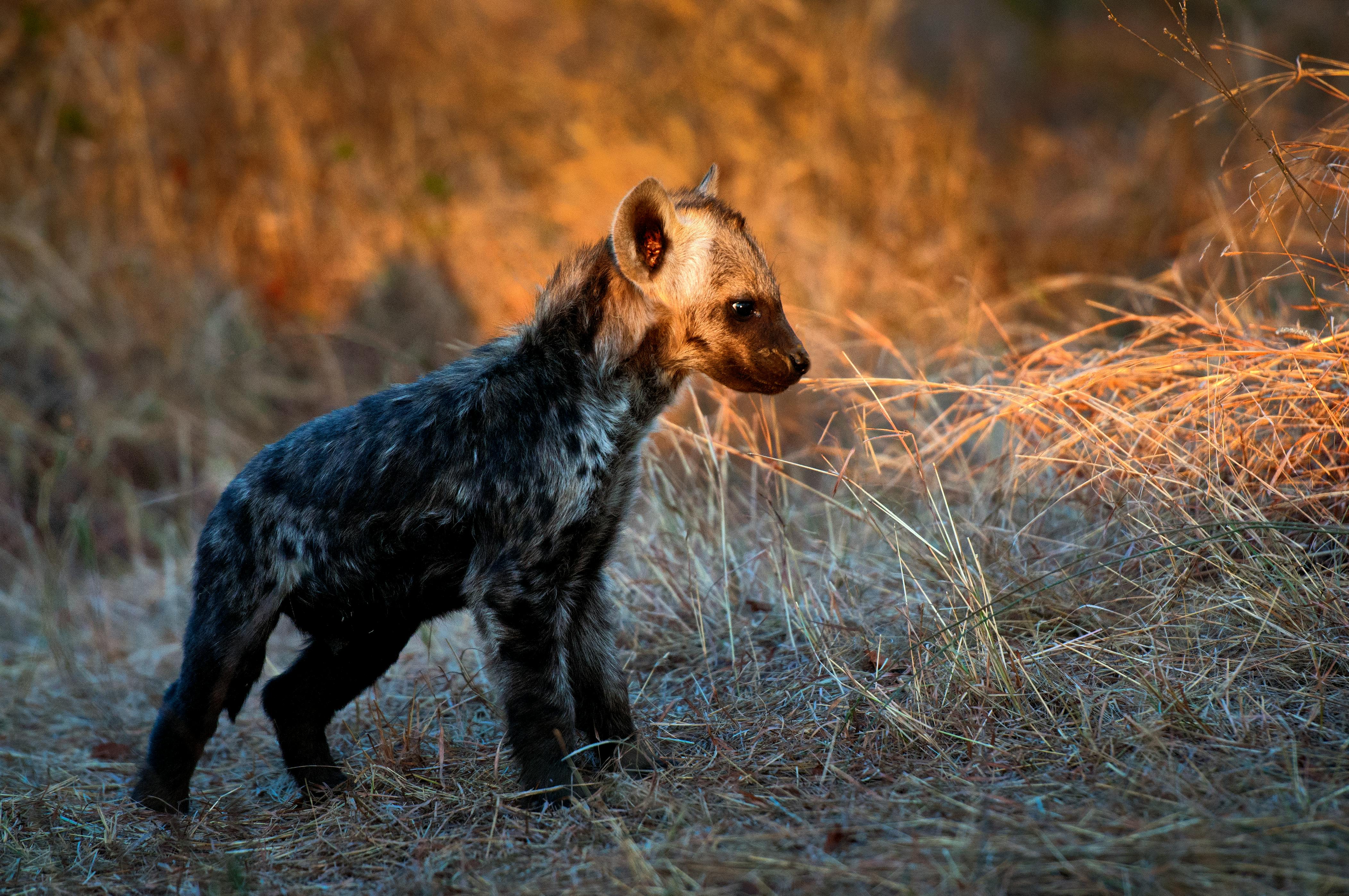 Hyena Photo, Download The BEST Free