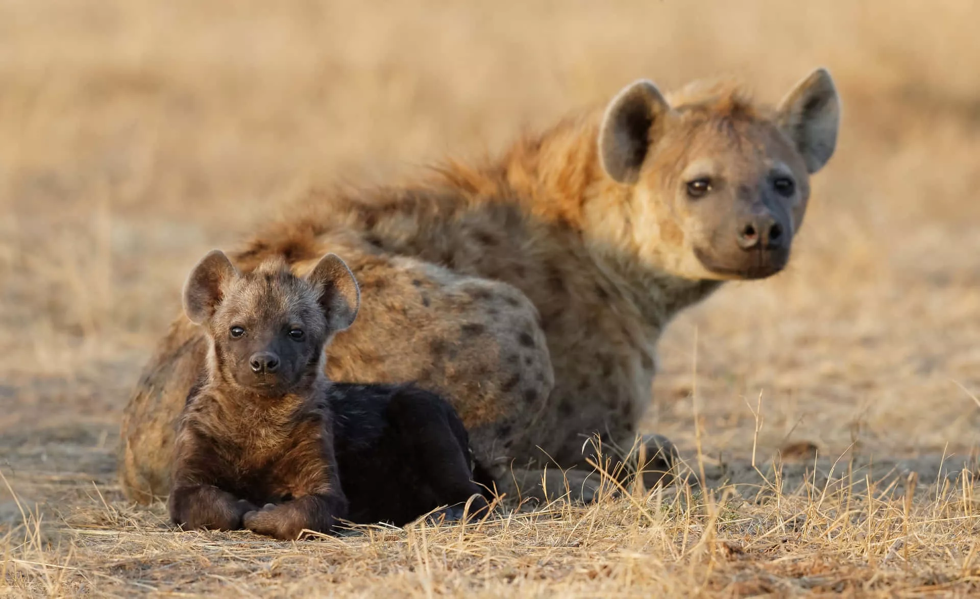 Hyena Wallpaper
