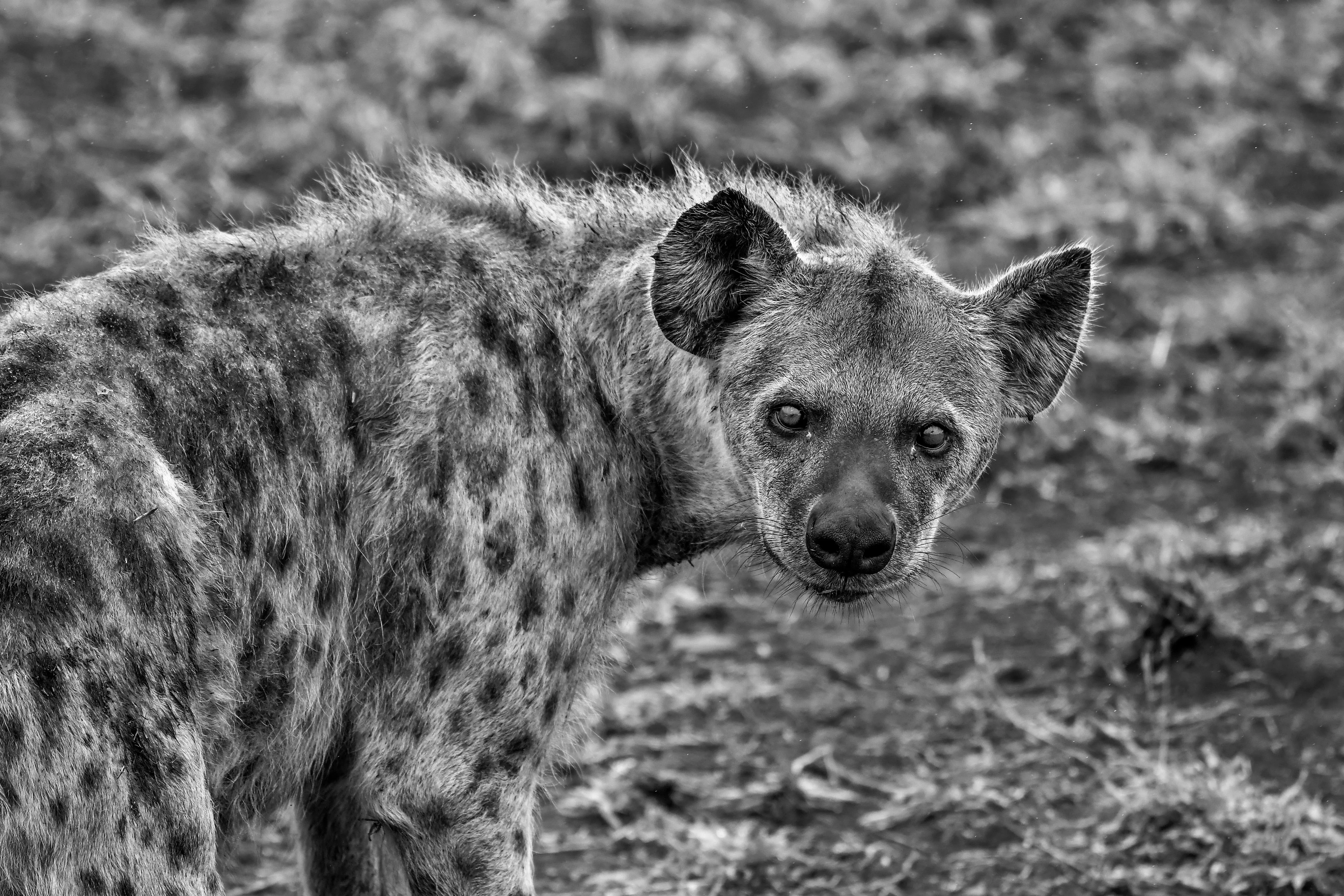 Hyena Photo, Download The BEST Free