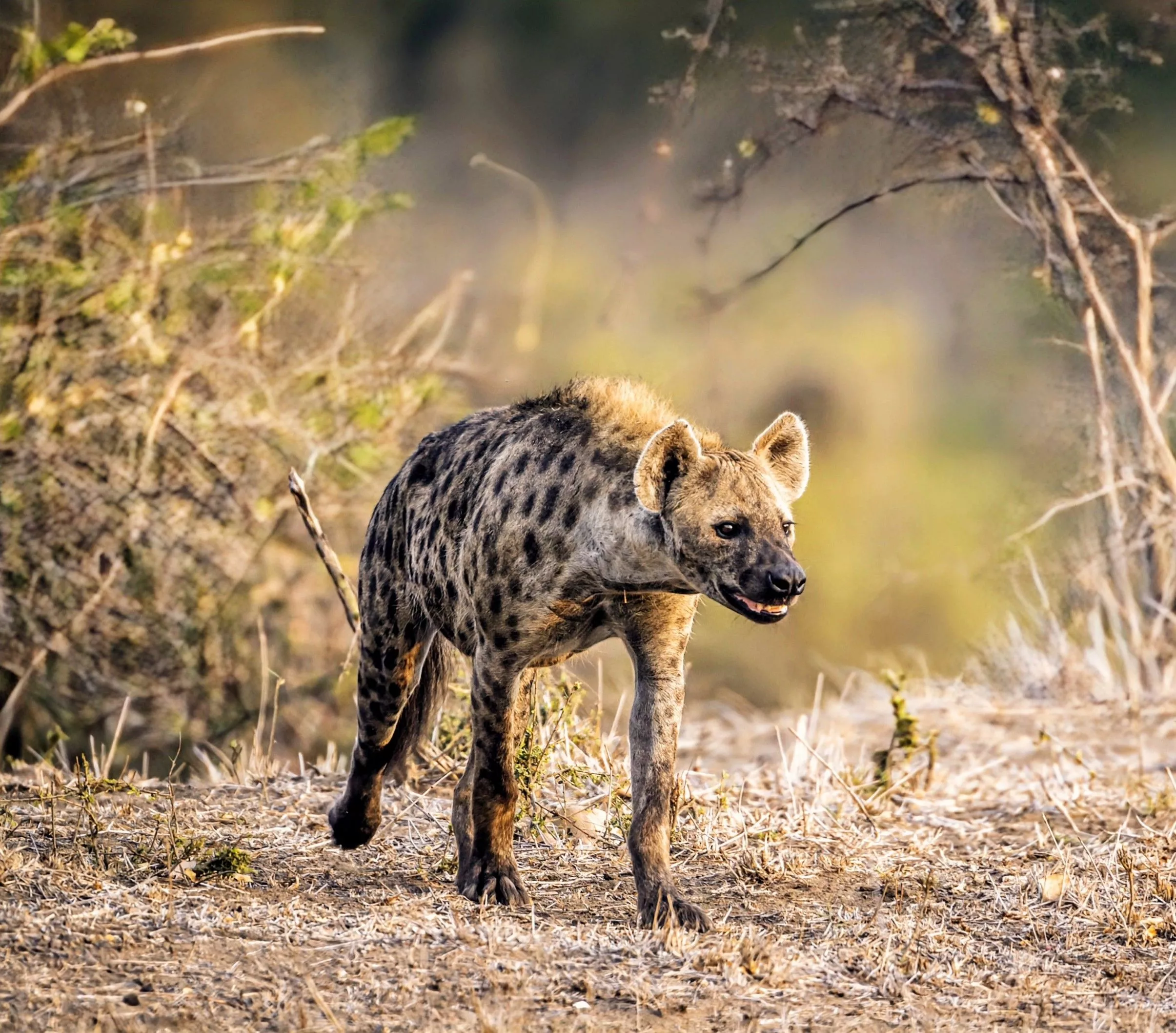 Spotted hyena returns to Egypt after 5
