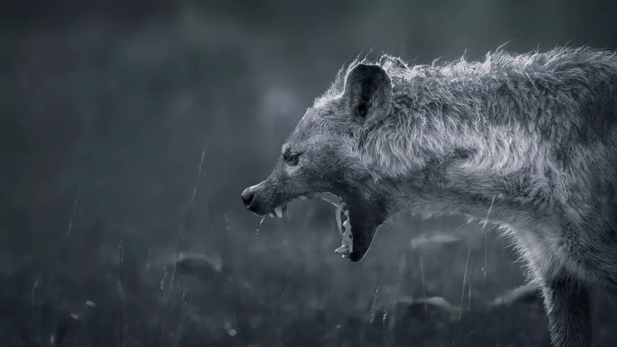 Animal Spotted Hyena Hyena HD Wallpaper