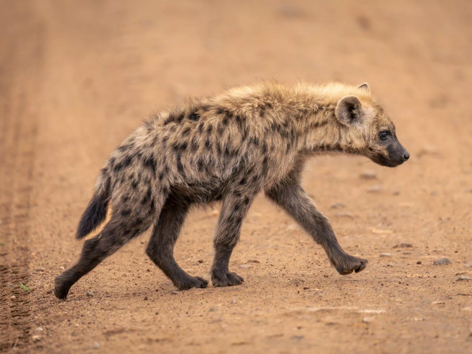 Spotted Hyena Seen in Egypt for First
