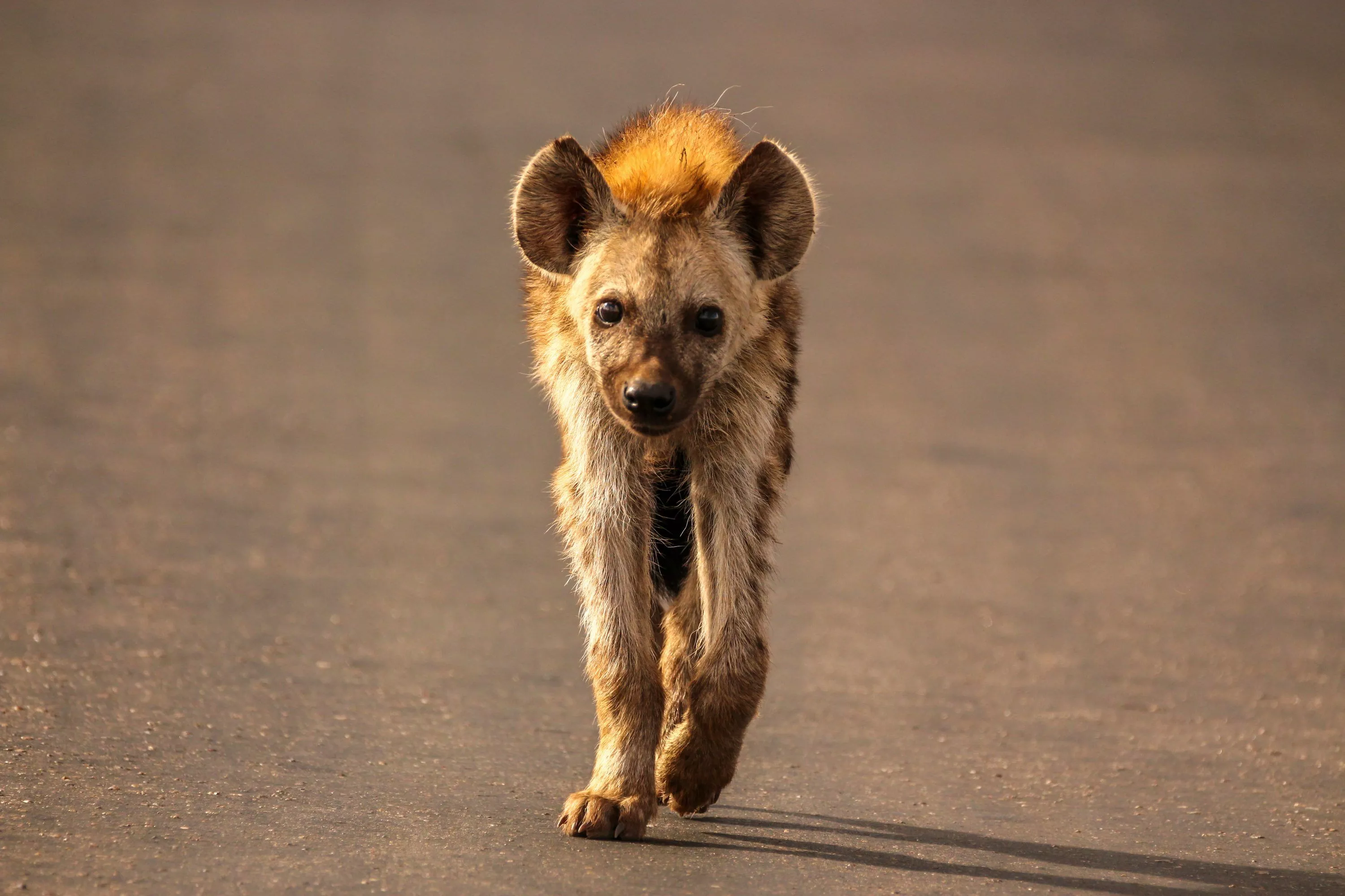 Hyenas Picture. Download Free Image