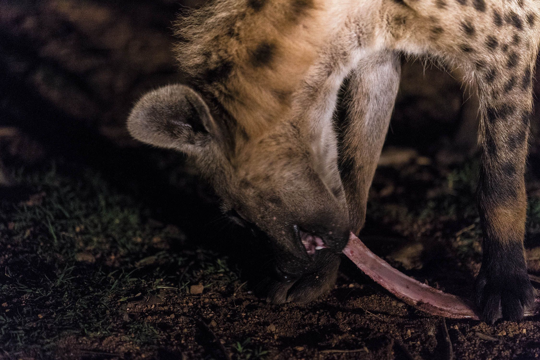 the hyena man