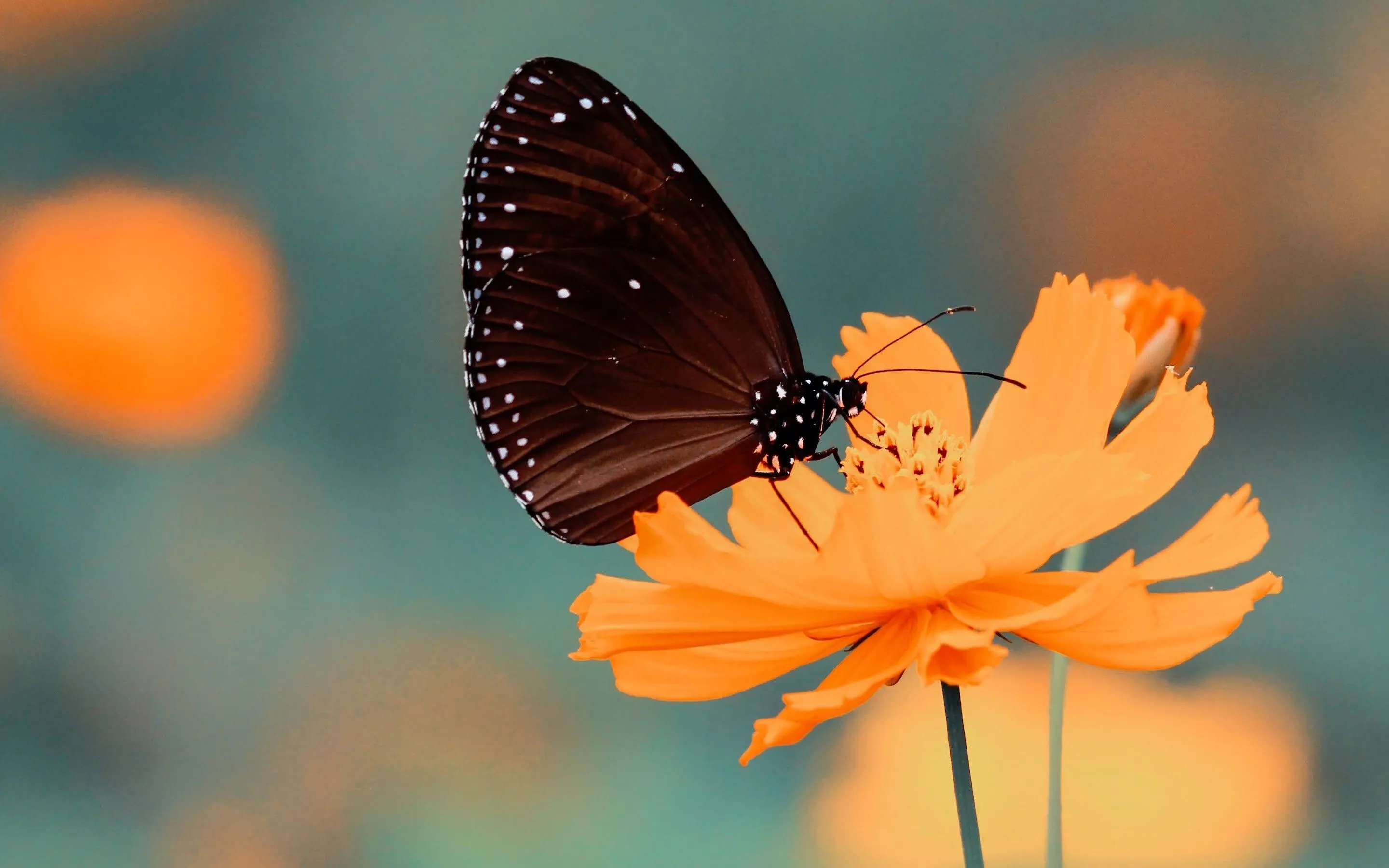 Butterfly Wallpaper
