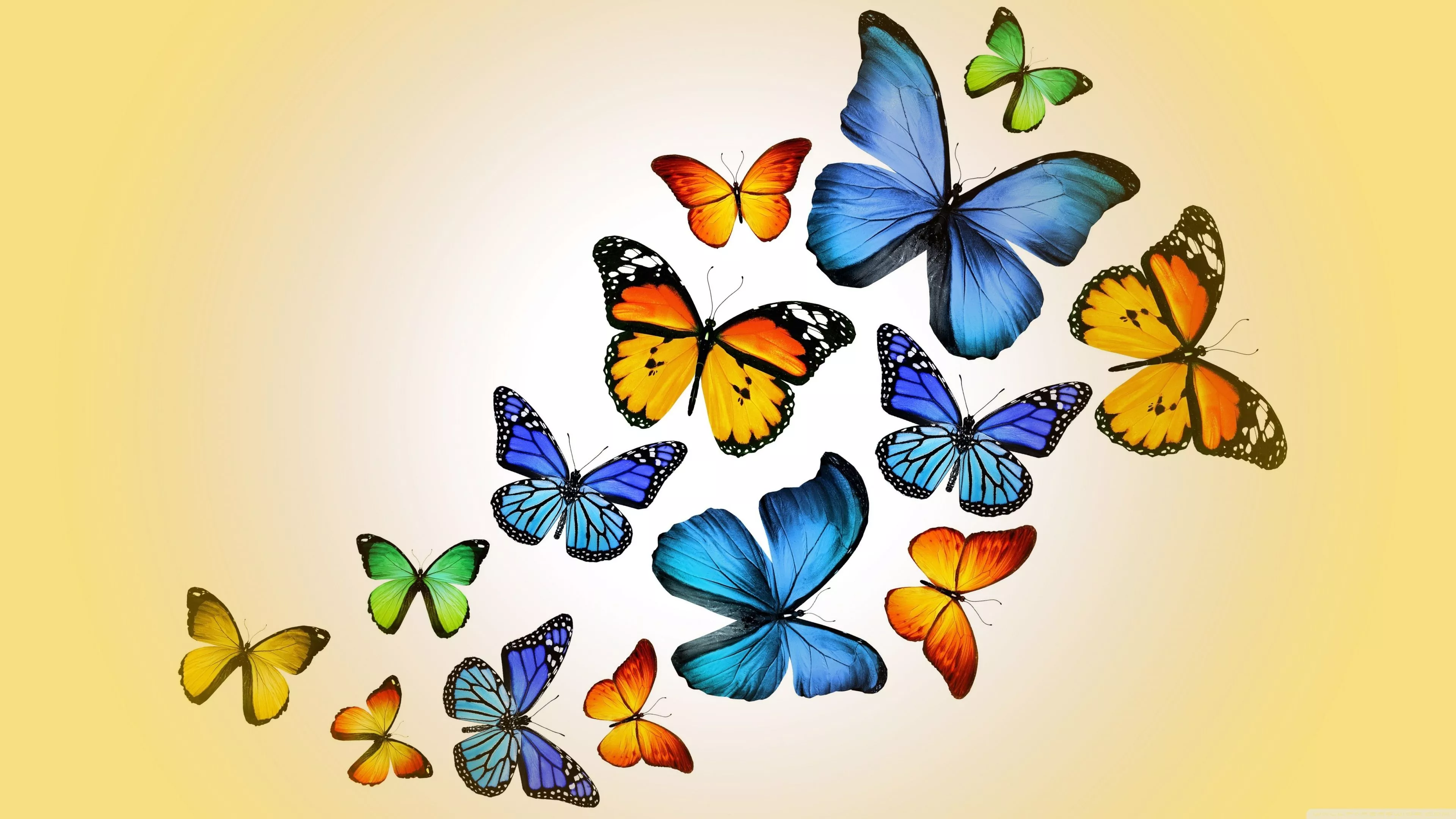 Butterflies Ultra HD Wallpaper for 4K