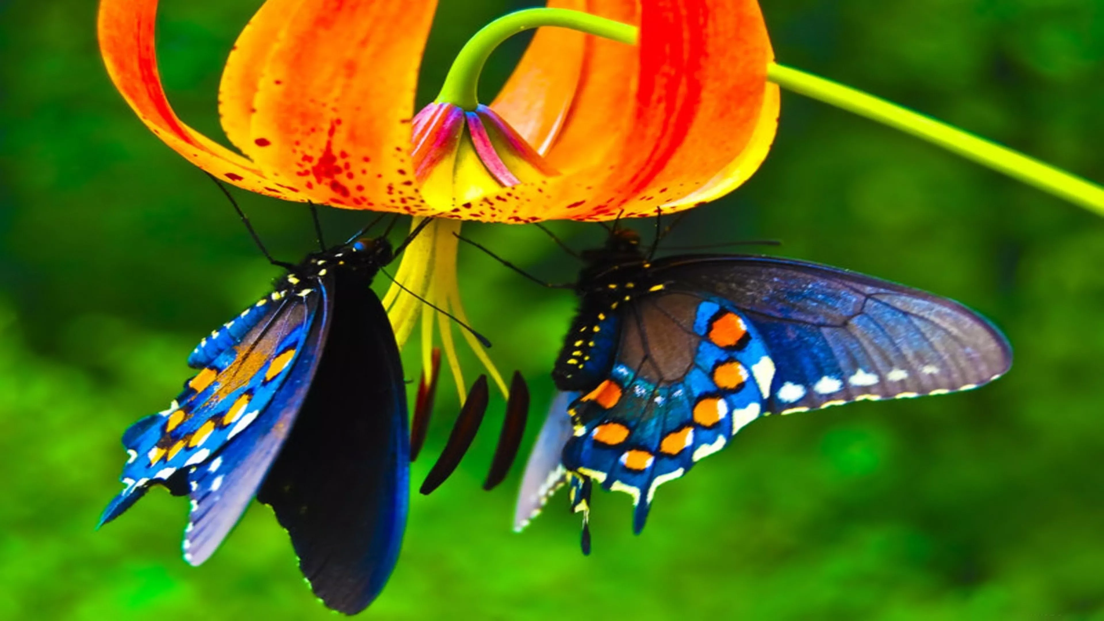Cute Butterflies Are Hanging On Flowers