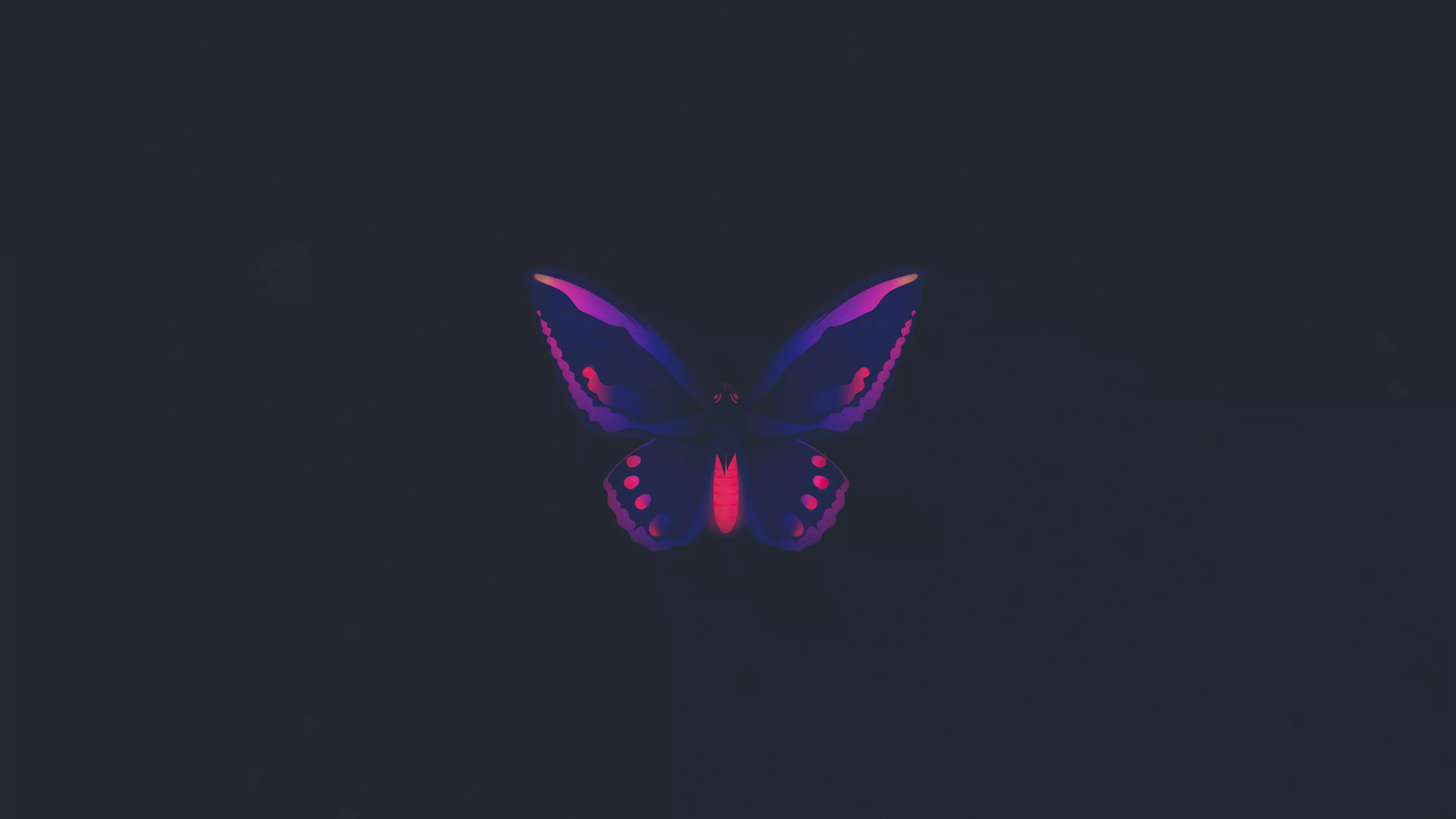 Butterfly Minimal 4k Wallpaper, HD