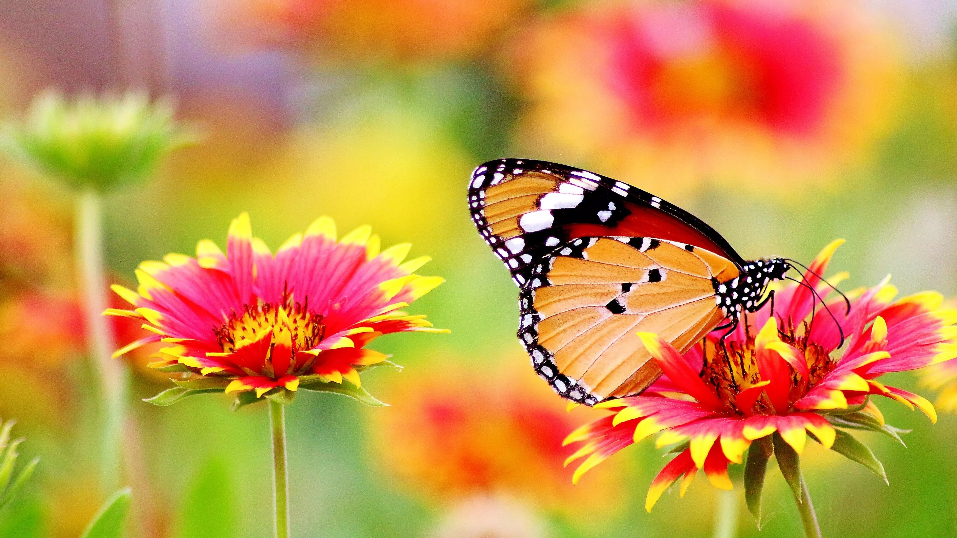 Butterfly Wallpaper 4K, Pollen, Flower
