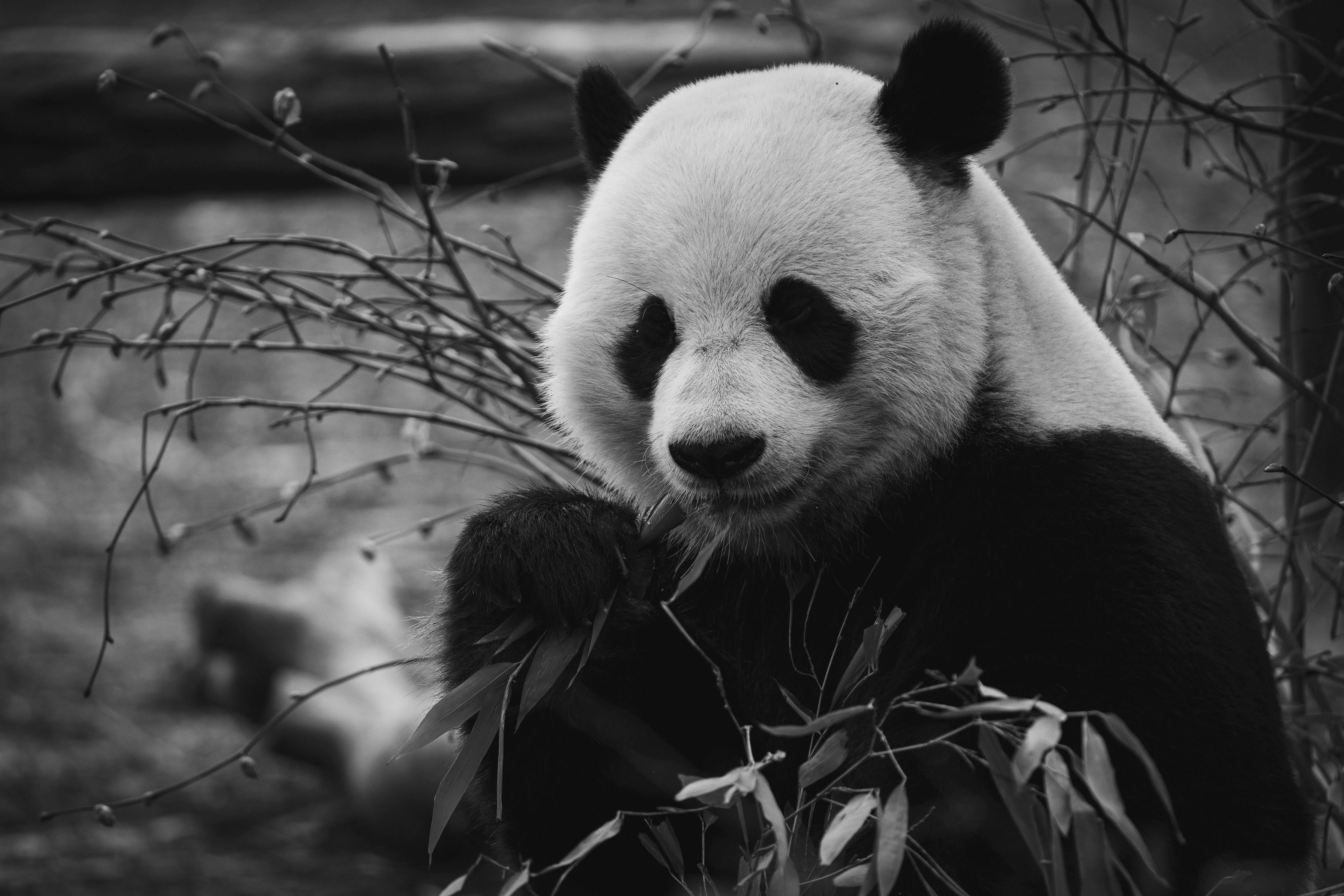 Best Panda Photo · 100% Free