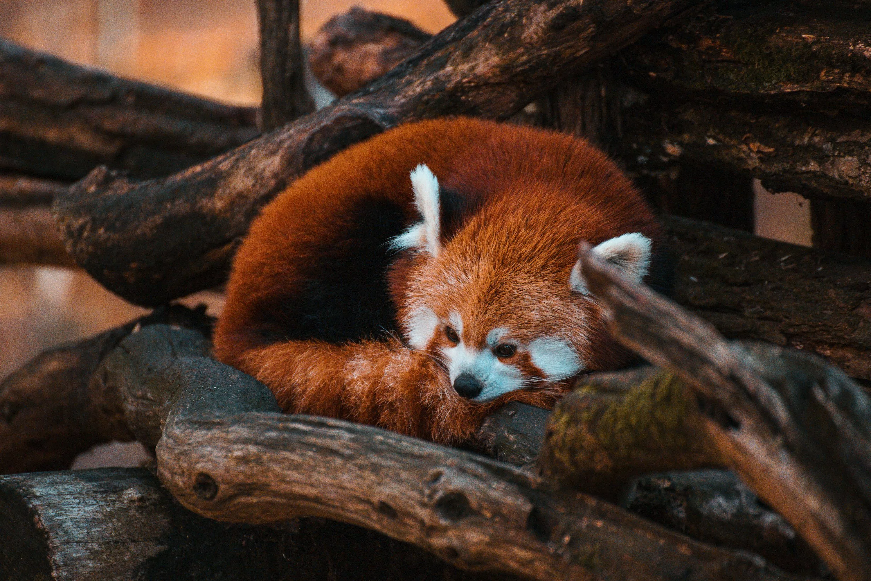 Red Panda Picture. Download Free