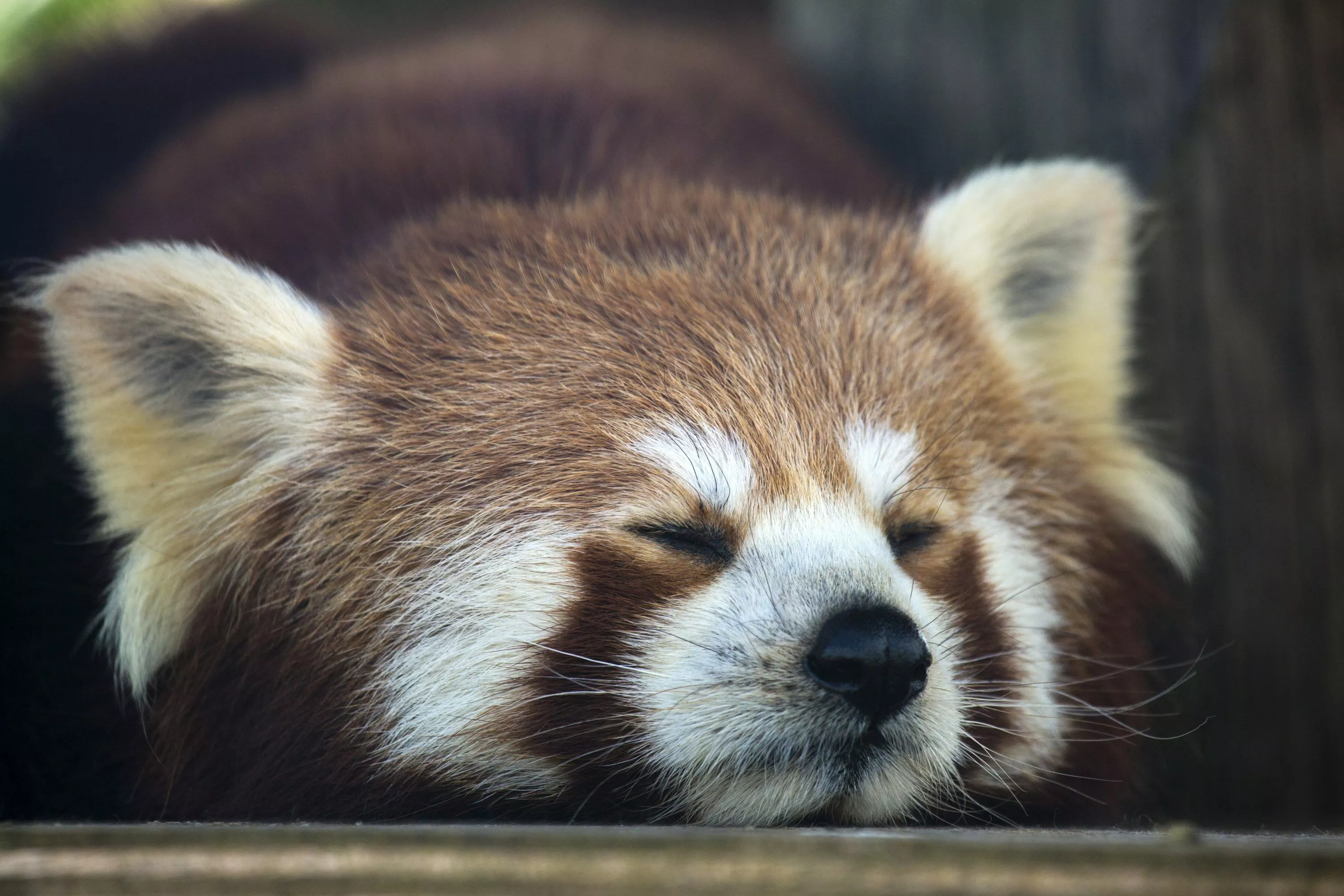 Red Panda Picture. Download Free