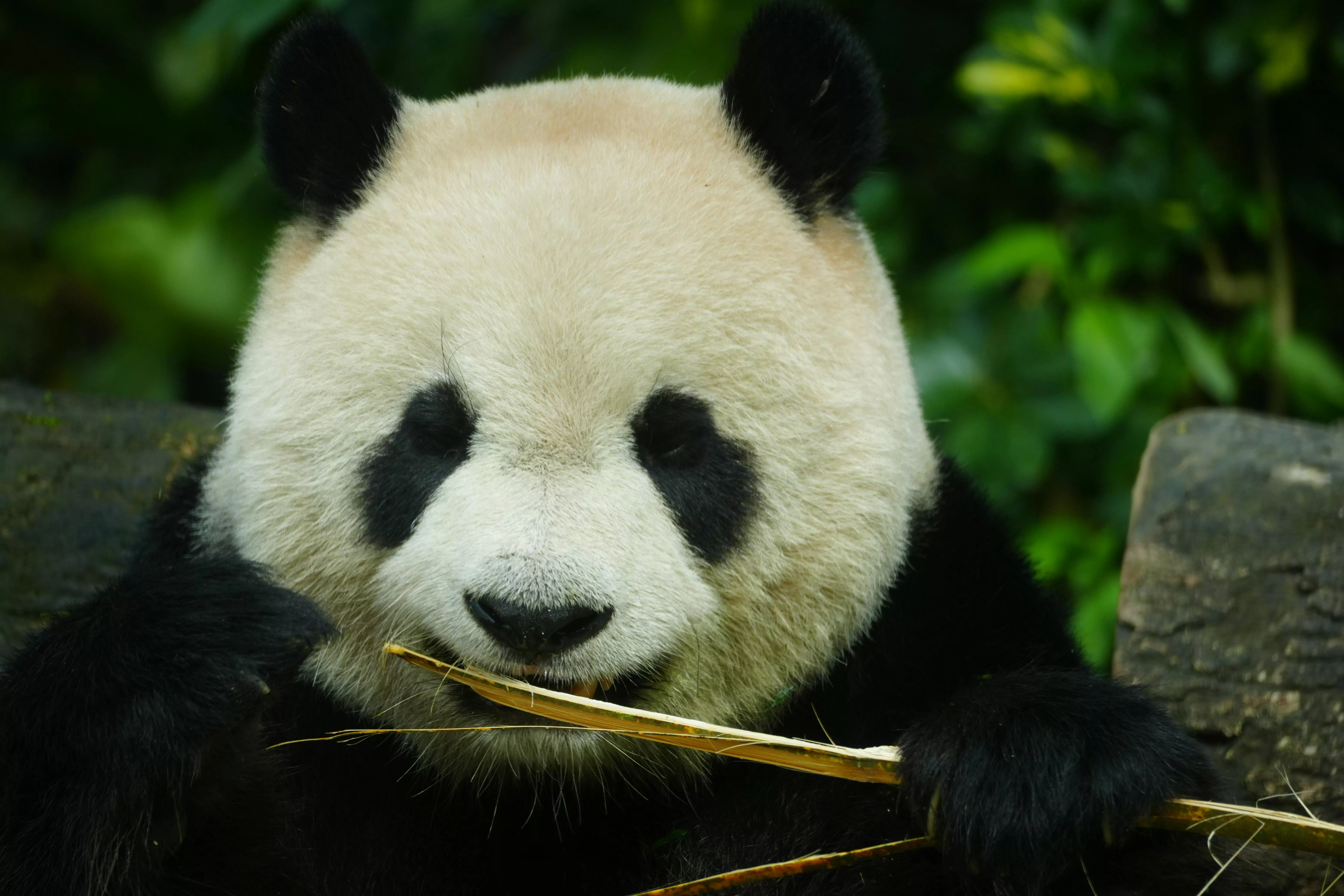 Best Panda Photo · 100% Free