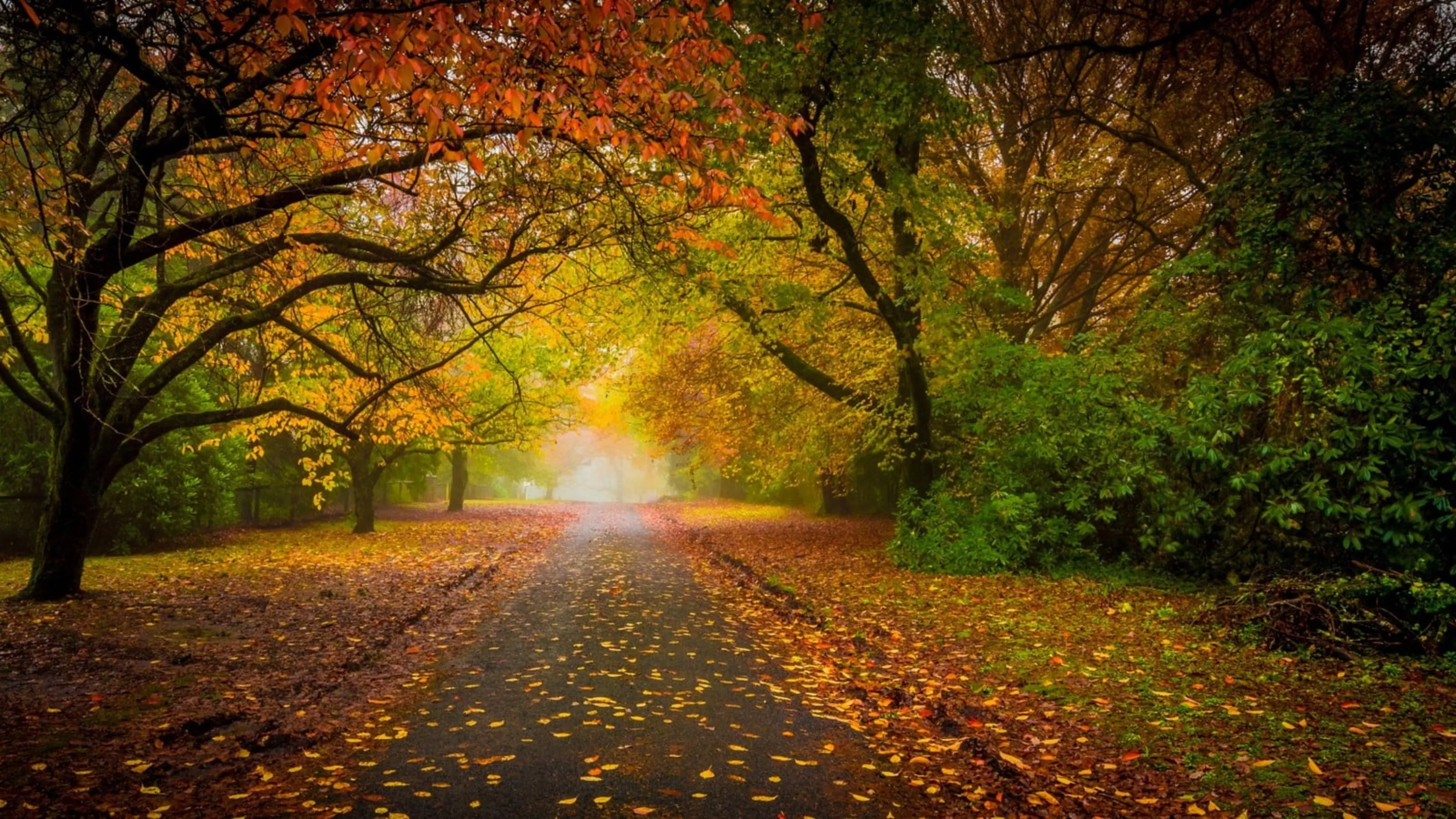 Green Yellow Trees Under Bright Sky