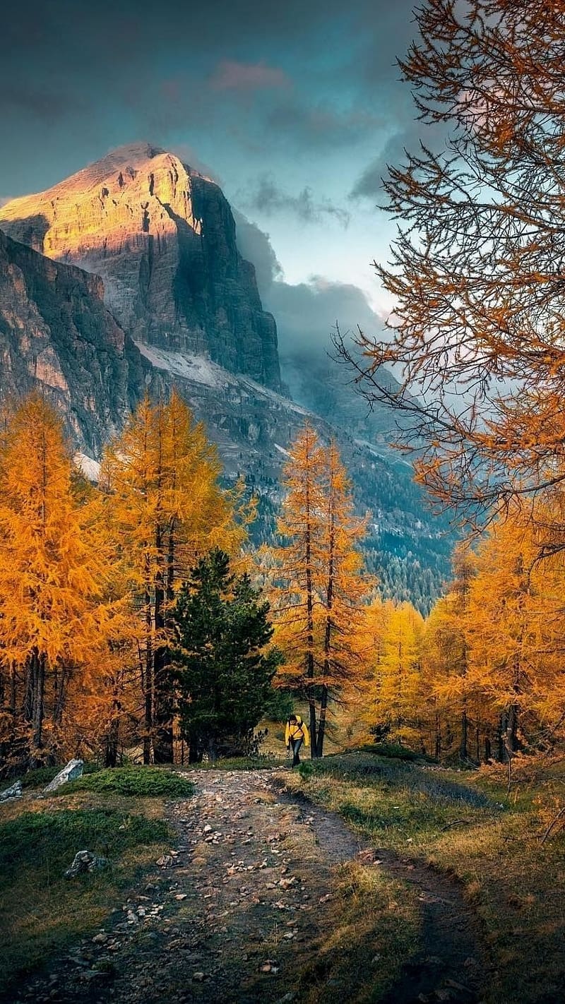 Orange Trees With Mountain Background, Nature, Mountains, Autumn Season, 8 K, HD Phone Wallpaper