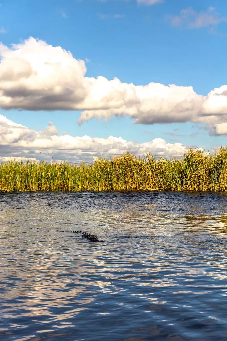 HD wallpaper: everglades, united states