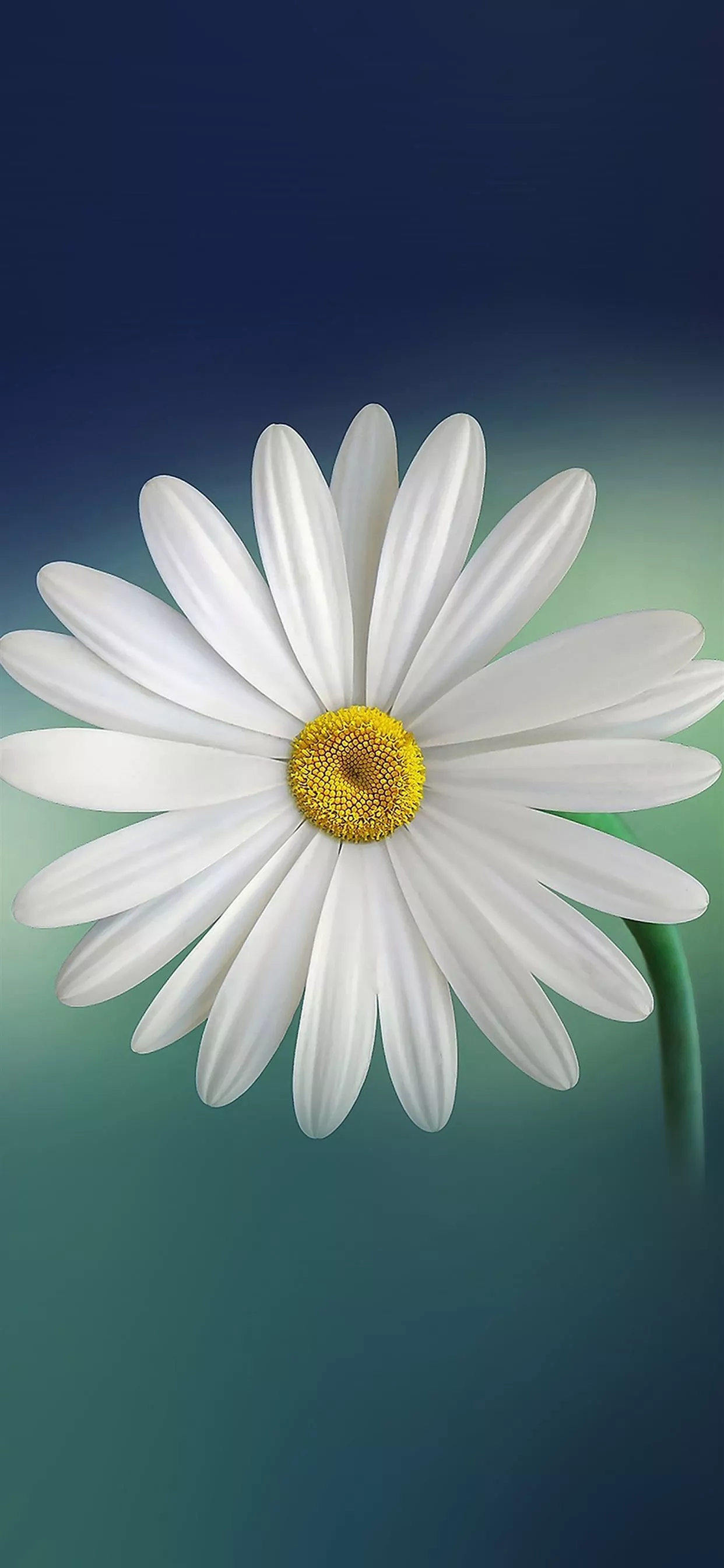 Flower iPhone X Wallpaper Free Download