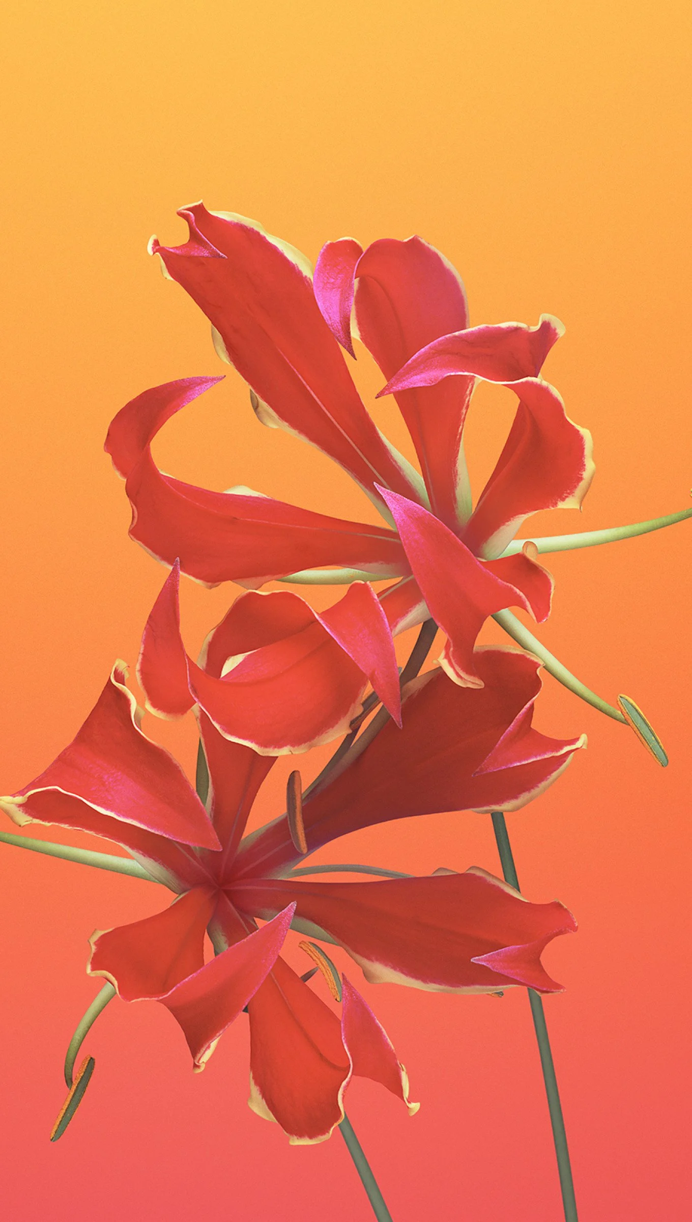 IOS 11 Flower Gloriosa Wallpaper 4k HD