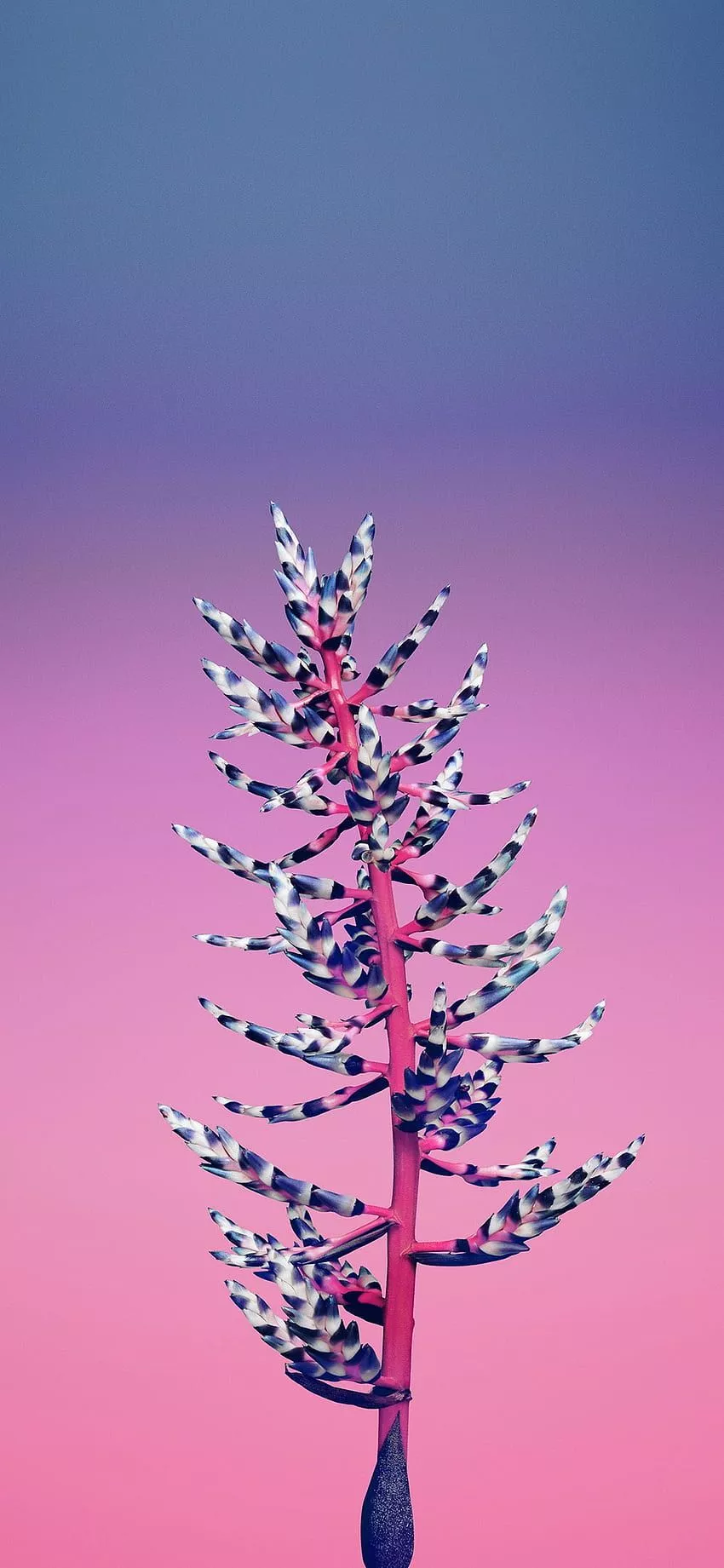 IPhone11. flower simple apple iphone8