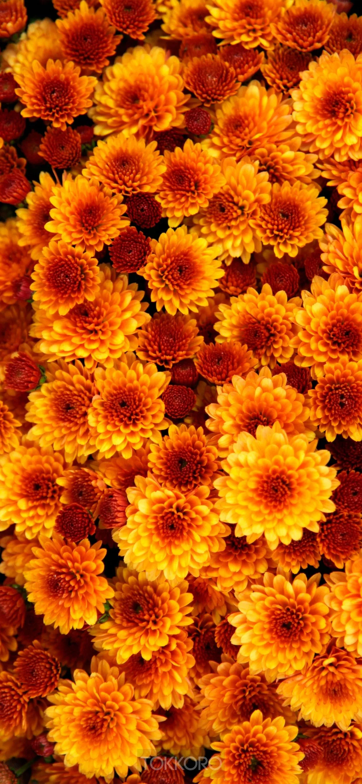 flowers, texture, iPhone 11 Pro Max