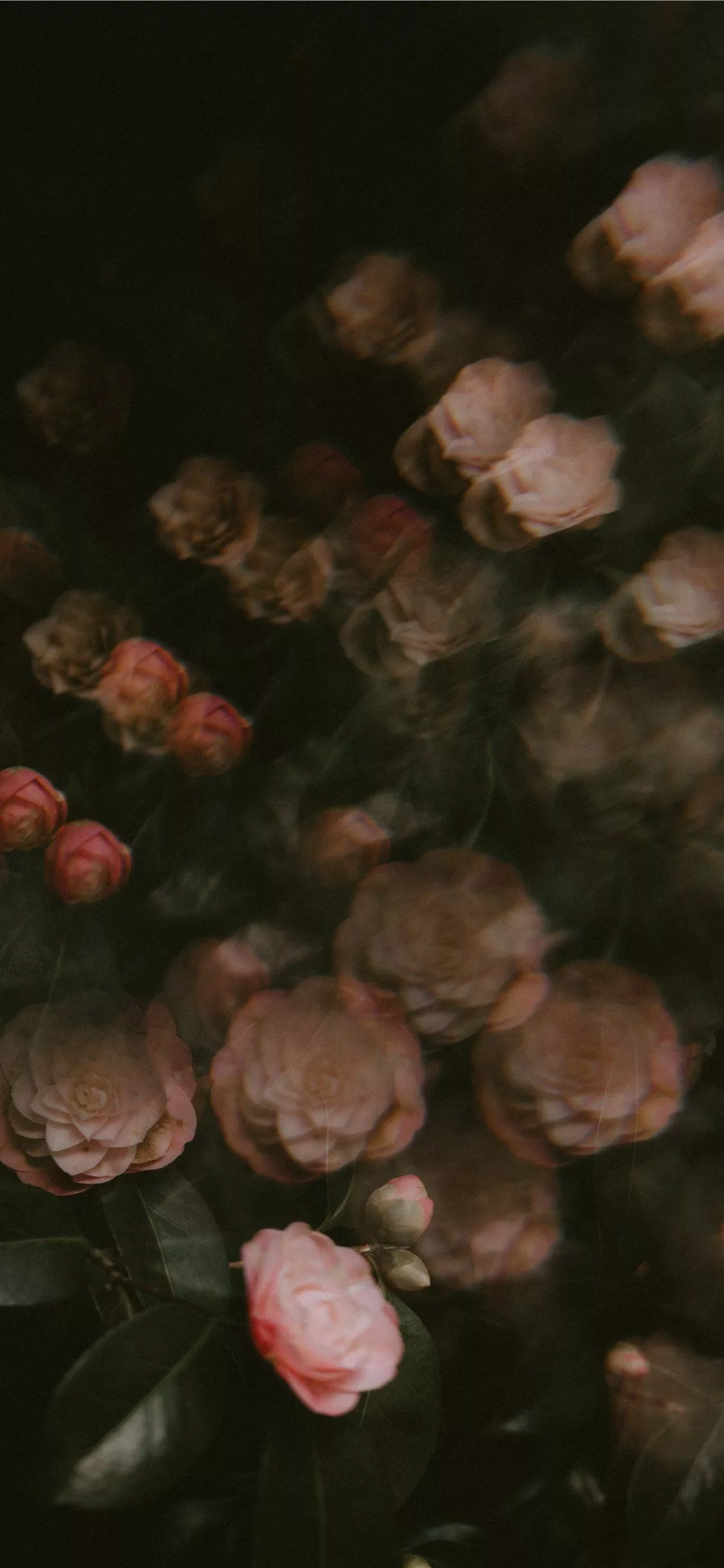 blooming pink rose flowers iPhone 11