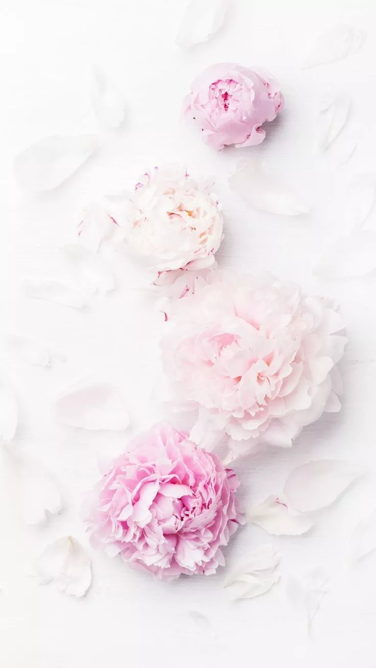 Gorgeous Floral iPhone Xs Wallpaper