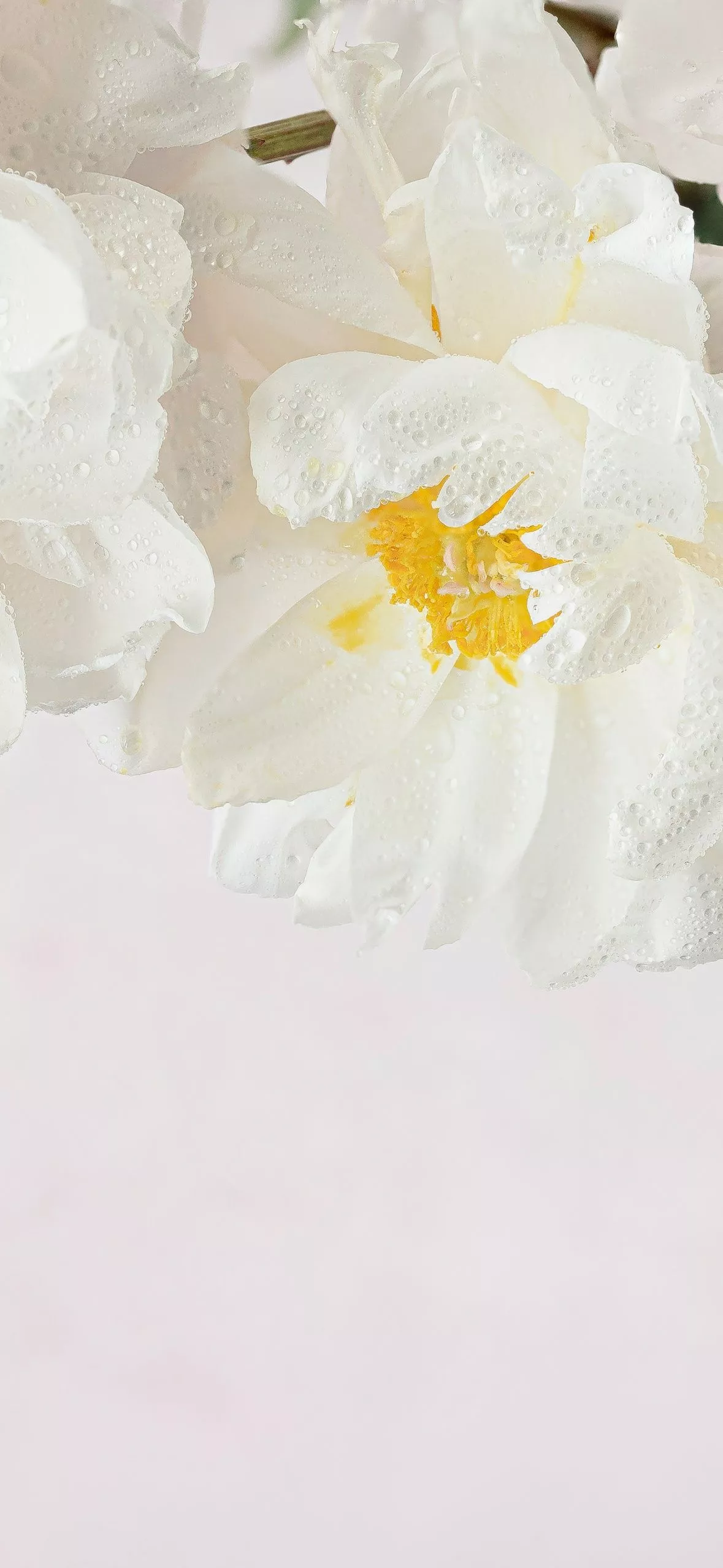 Peony flowers Wallpaper 4K, White