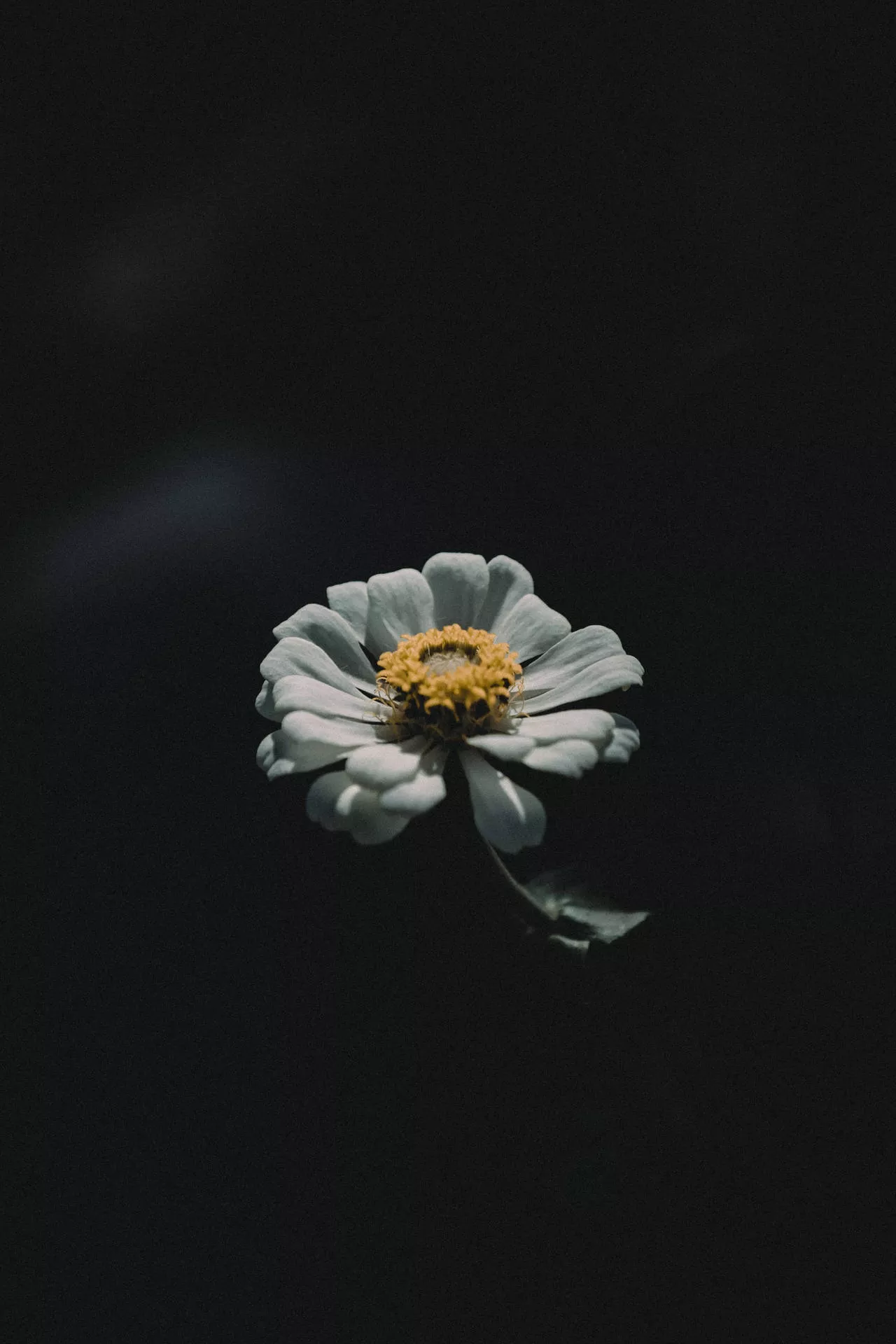 iPhone 11 Pro Max 4K Daisy Wallpaper