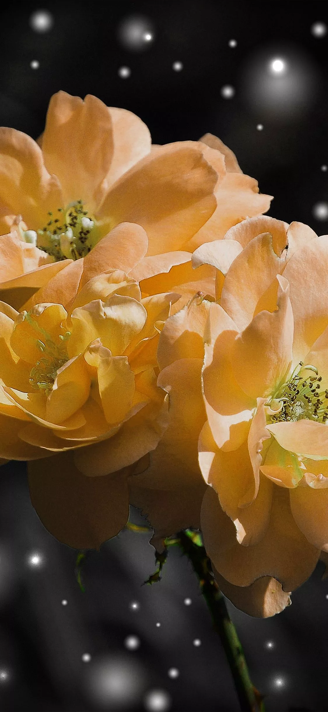 Flower Yellow Snow Nature Art