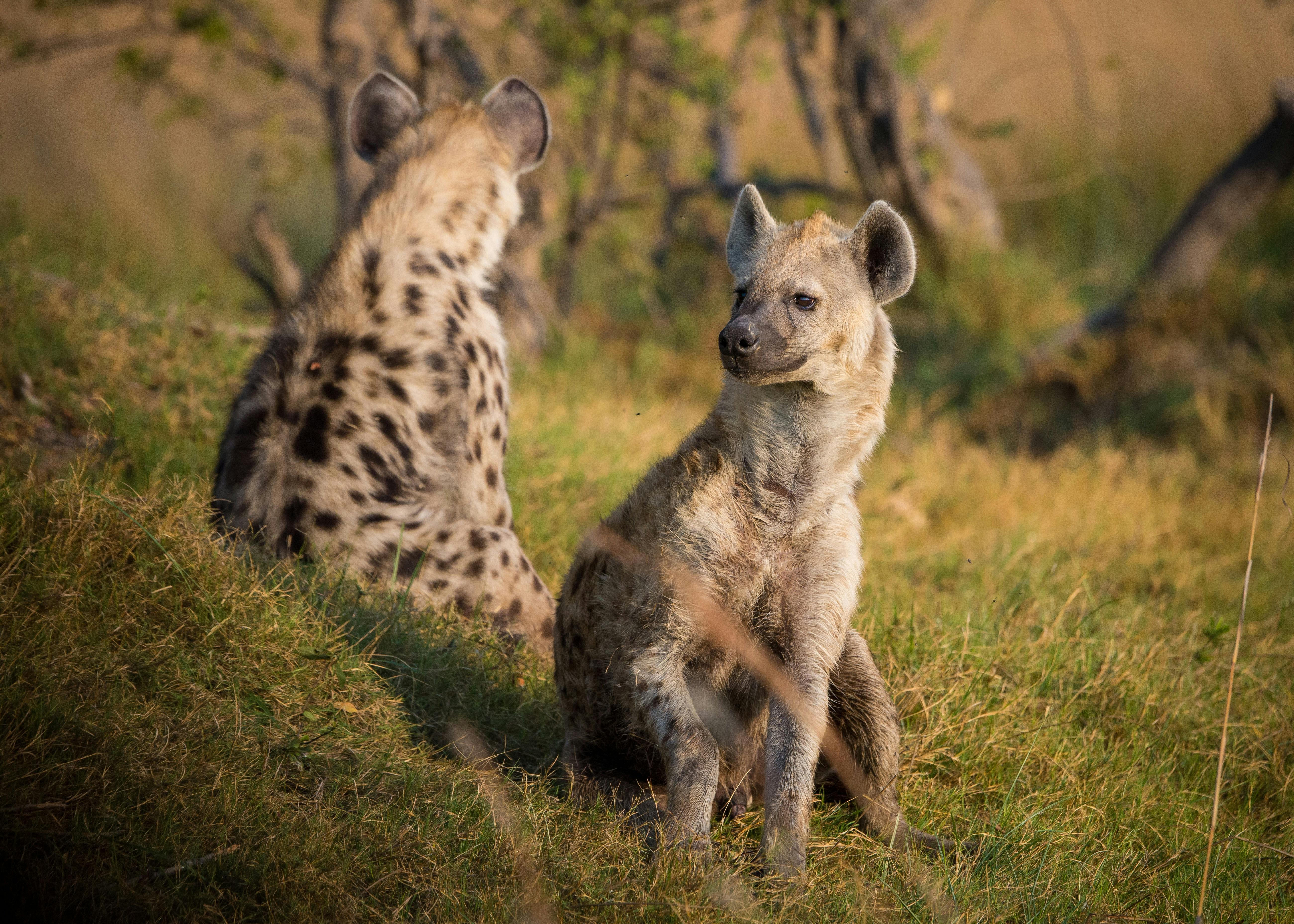 Hyenas on Grass Land during Daytime