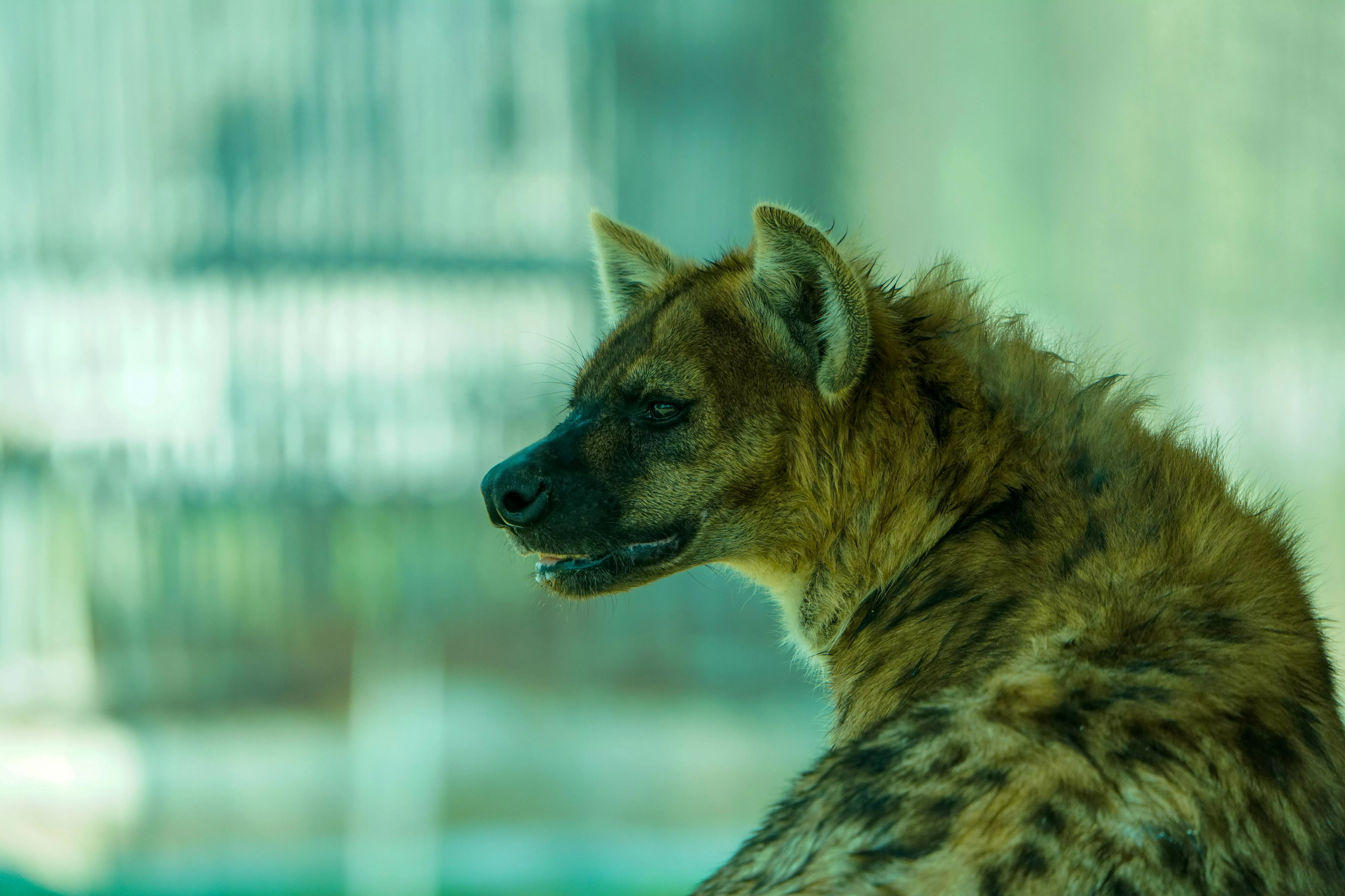 A Brown Hyena on Green Grass · Free