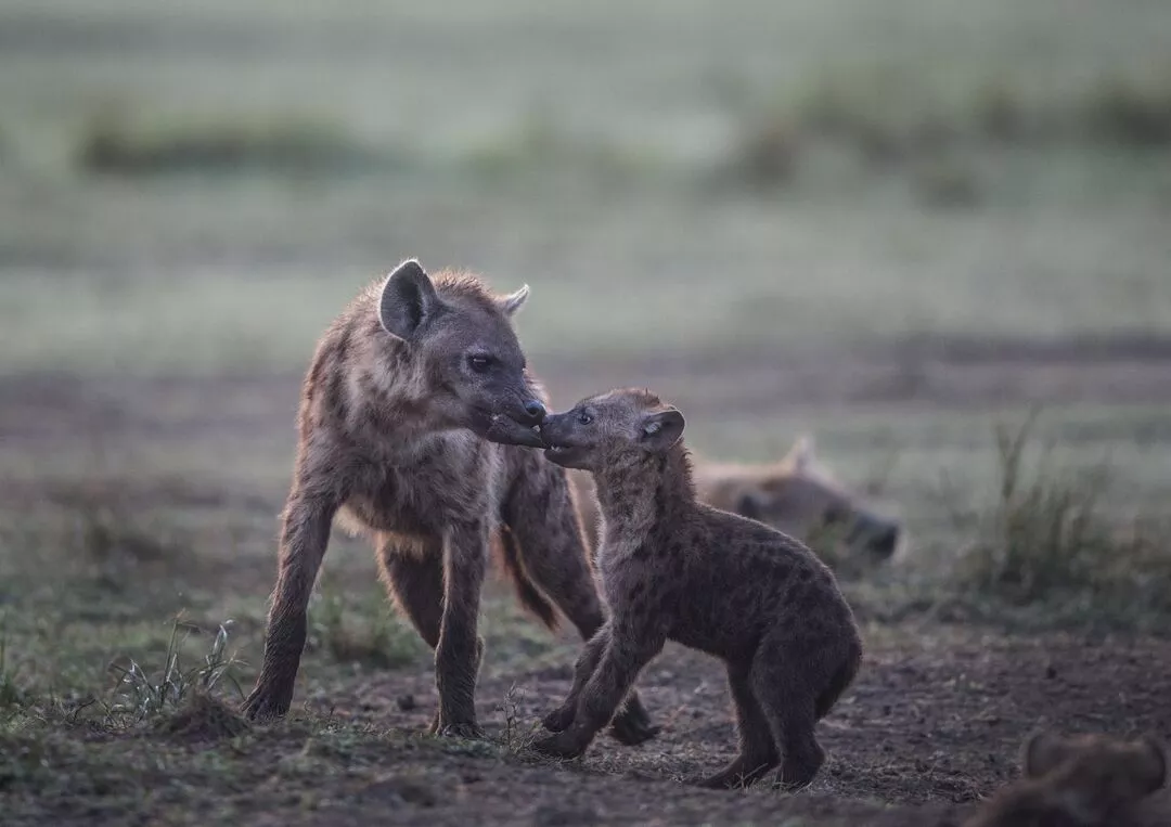spotted hyenas