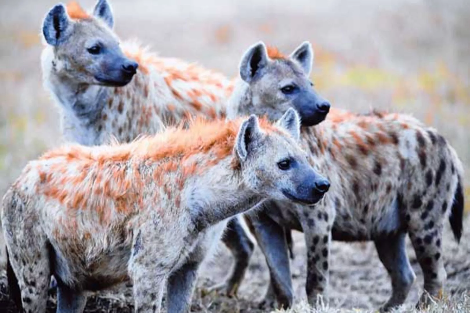 Hyenas maul two people near Kenya's