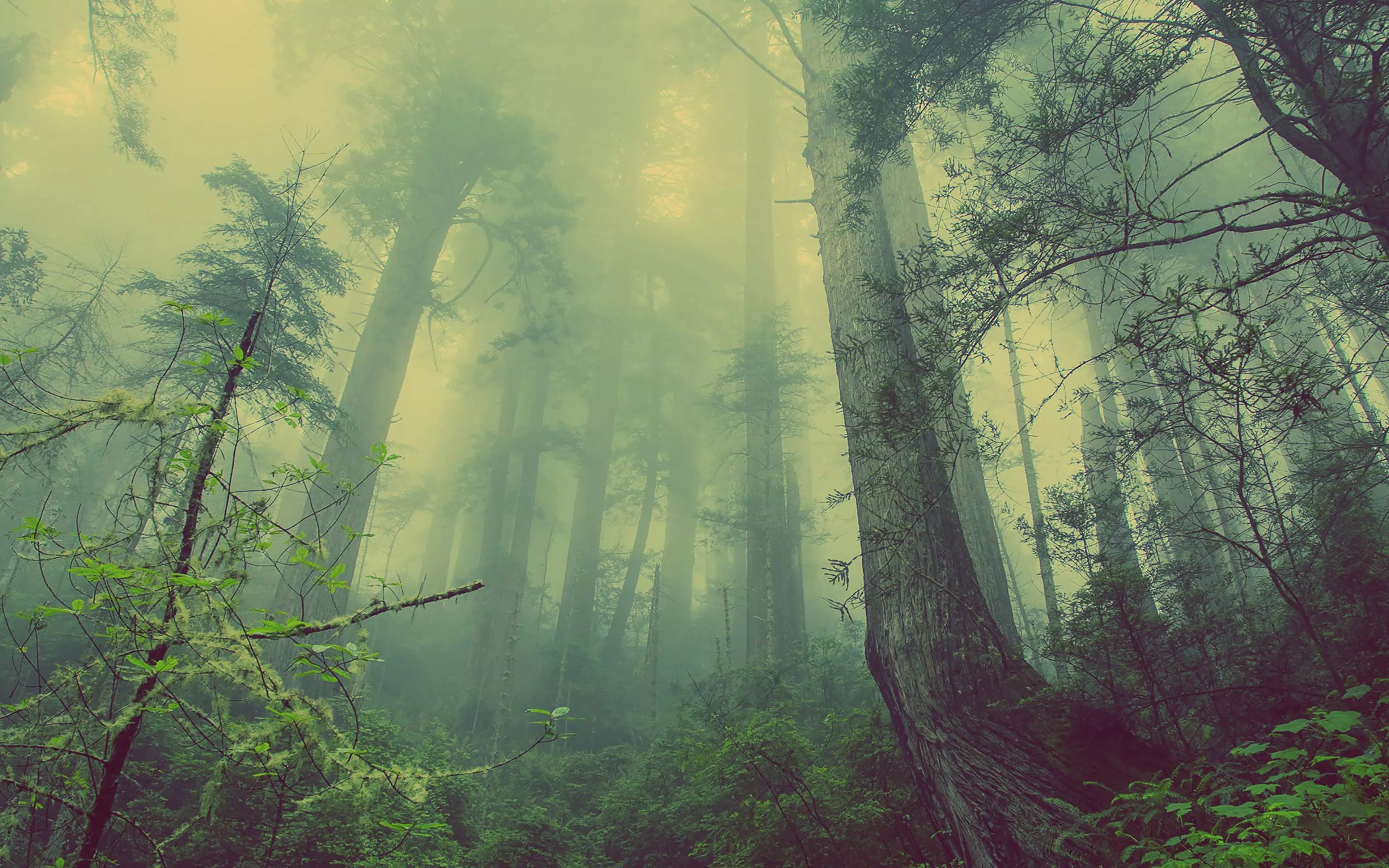 Forest Wood Fog Nature Green