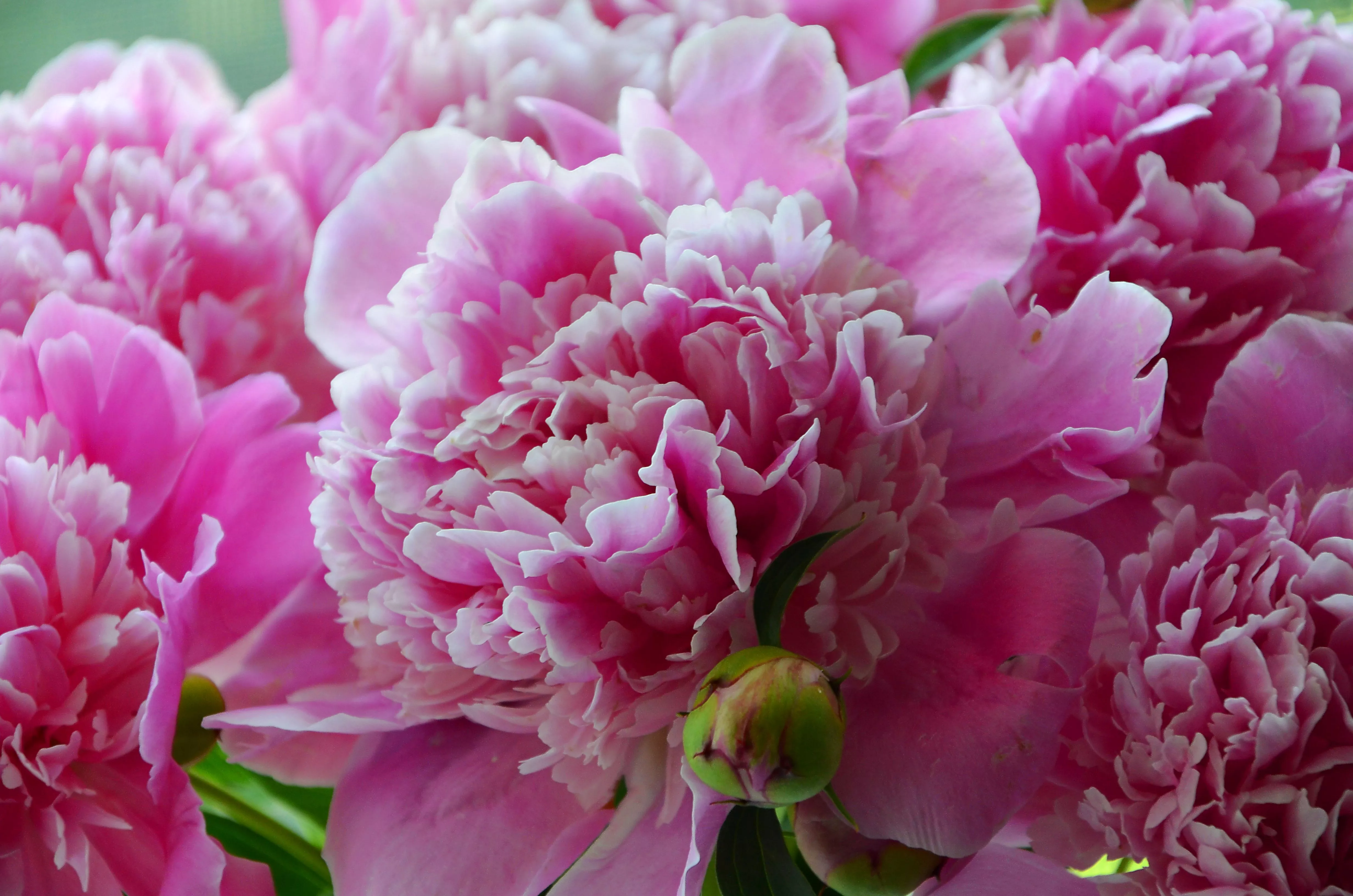 Pink Peony: A 4K Ultra HD Floral Wallpaper