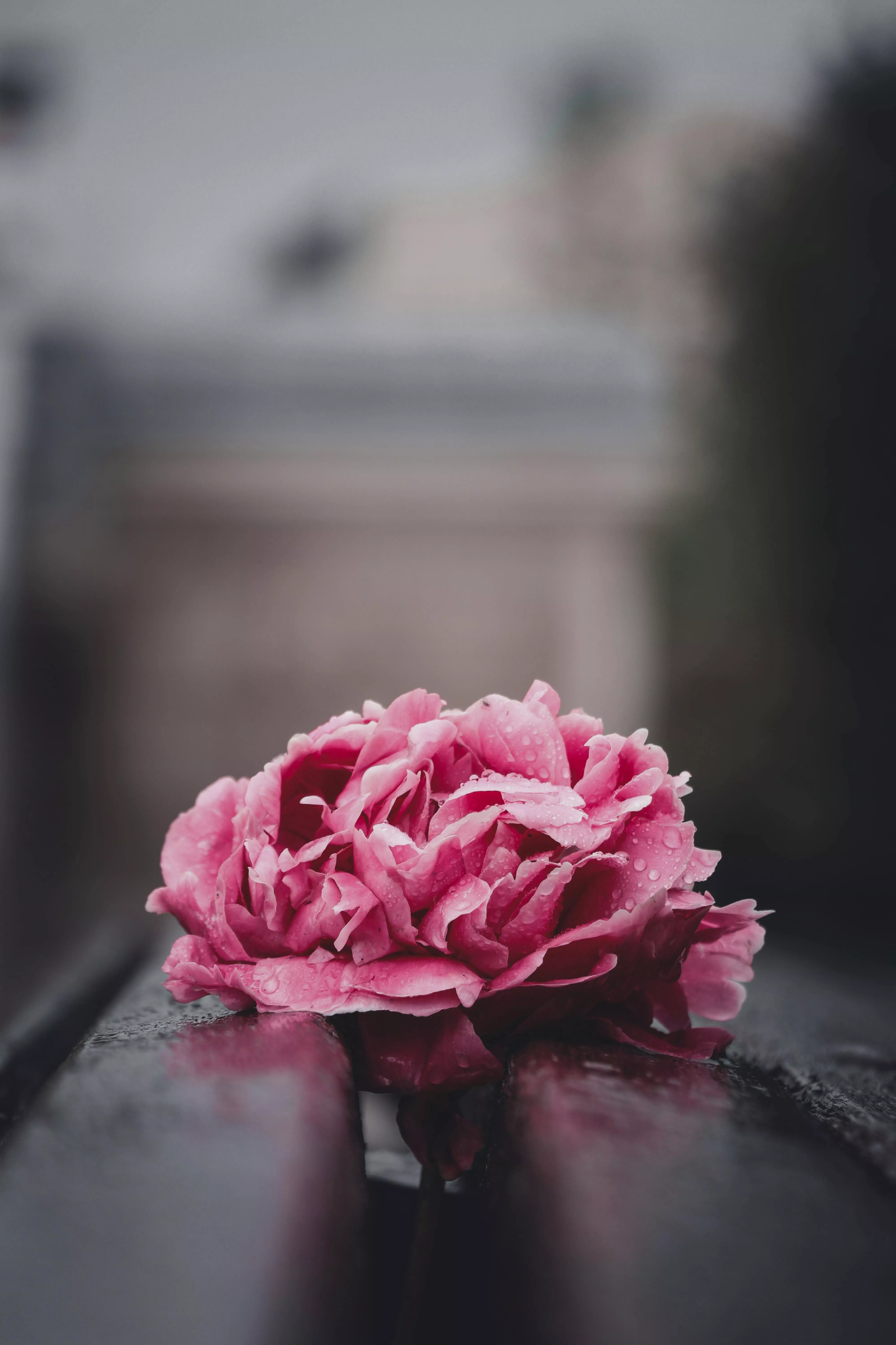 Peony Photo, Download The BEST Free