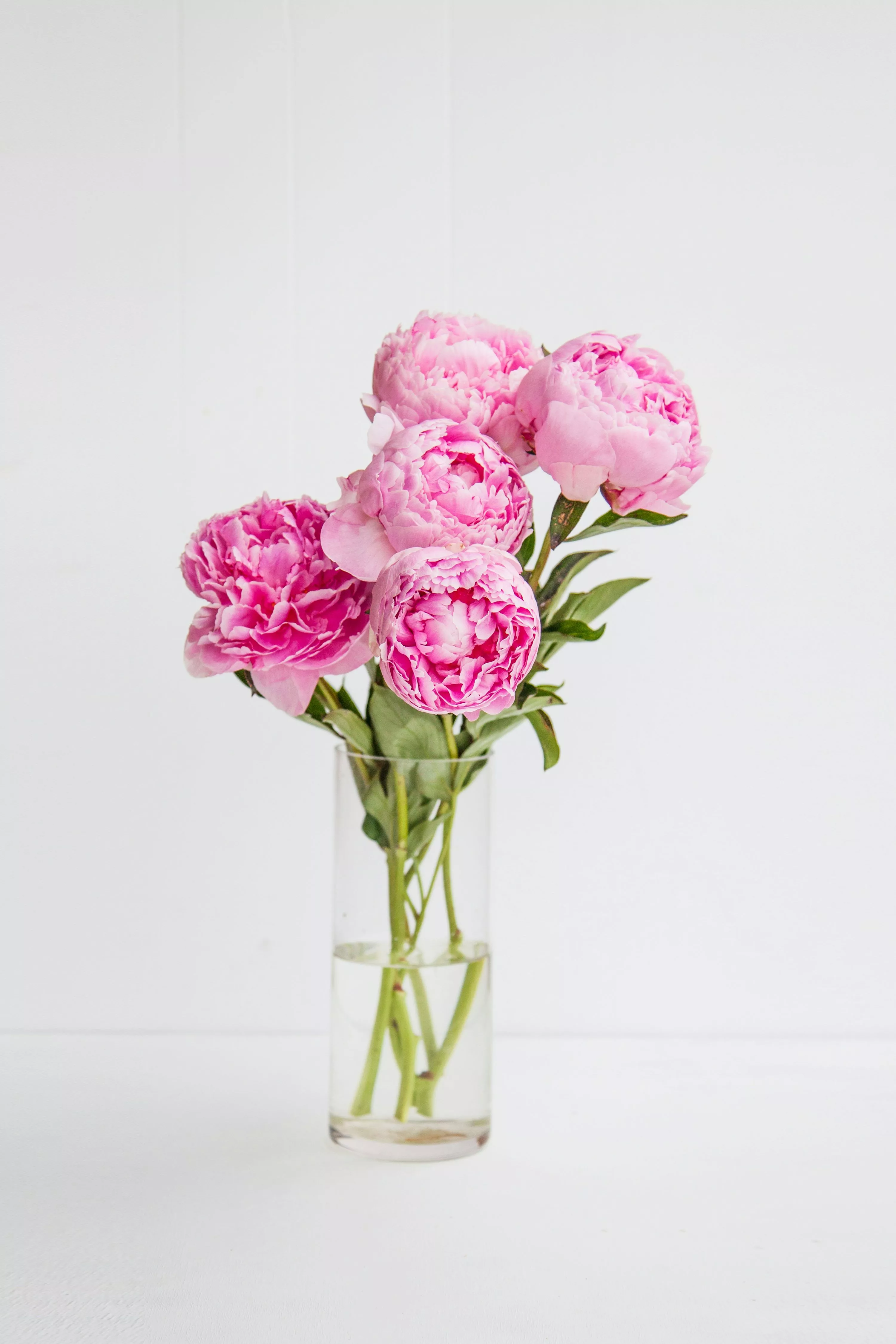 Peony Picture [HD]. Download