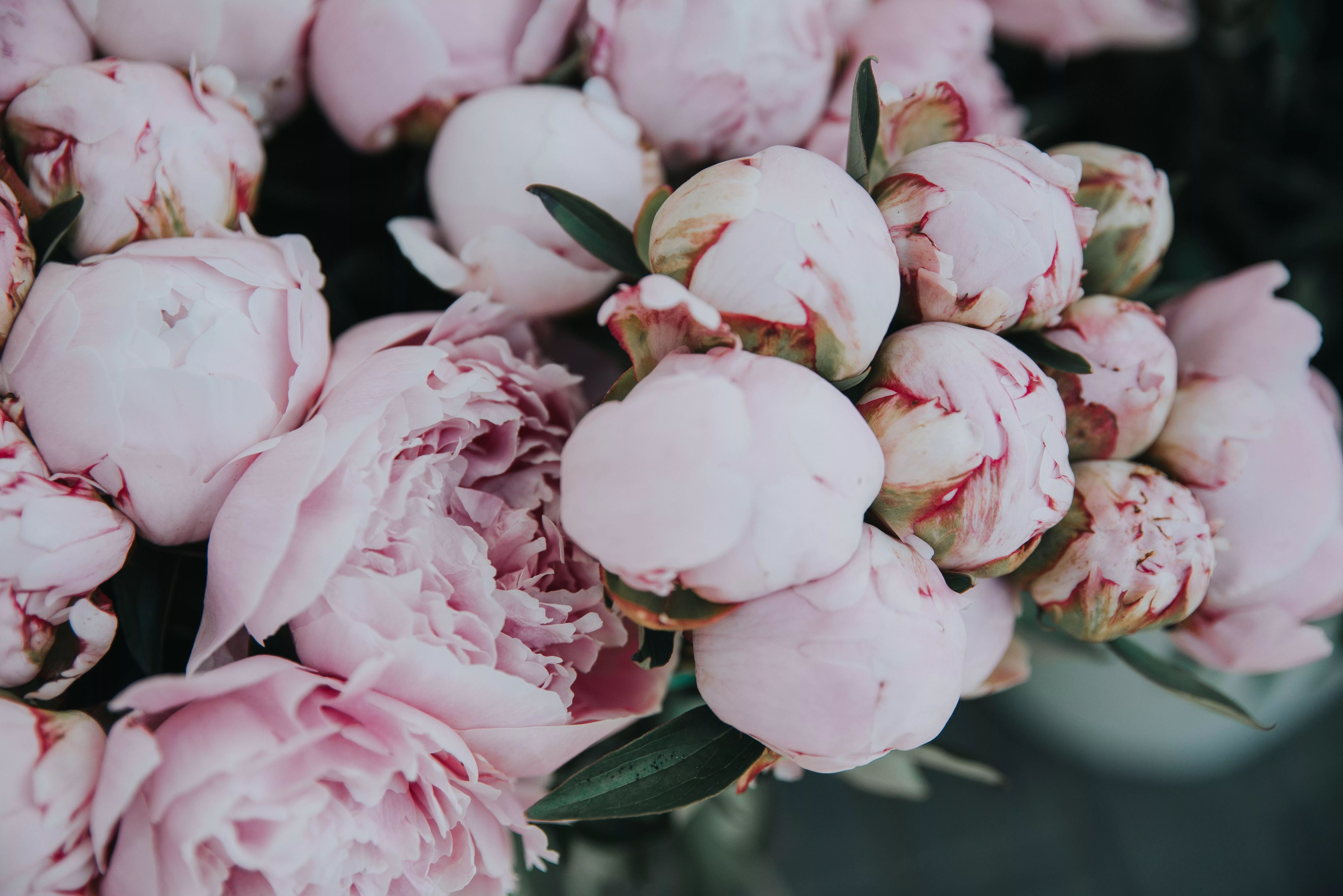 Nature Peony 4k Ultra HD Wallpaper