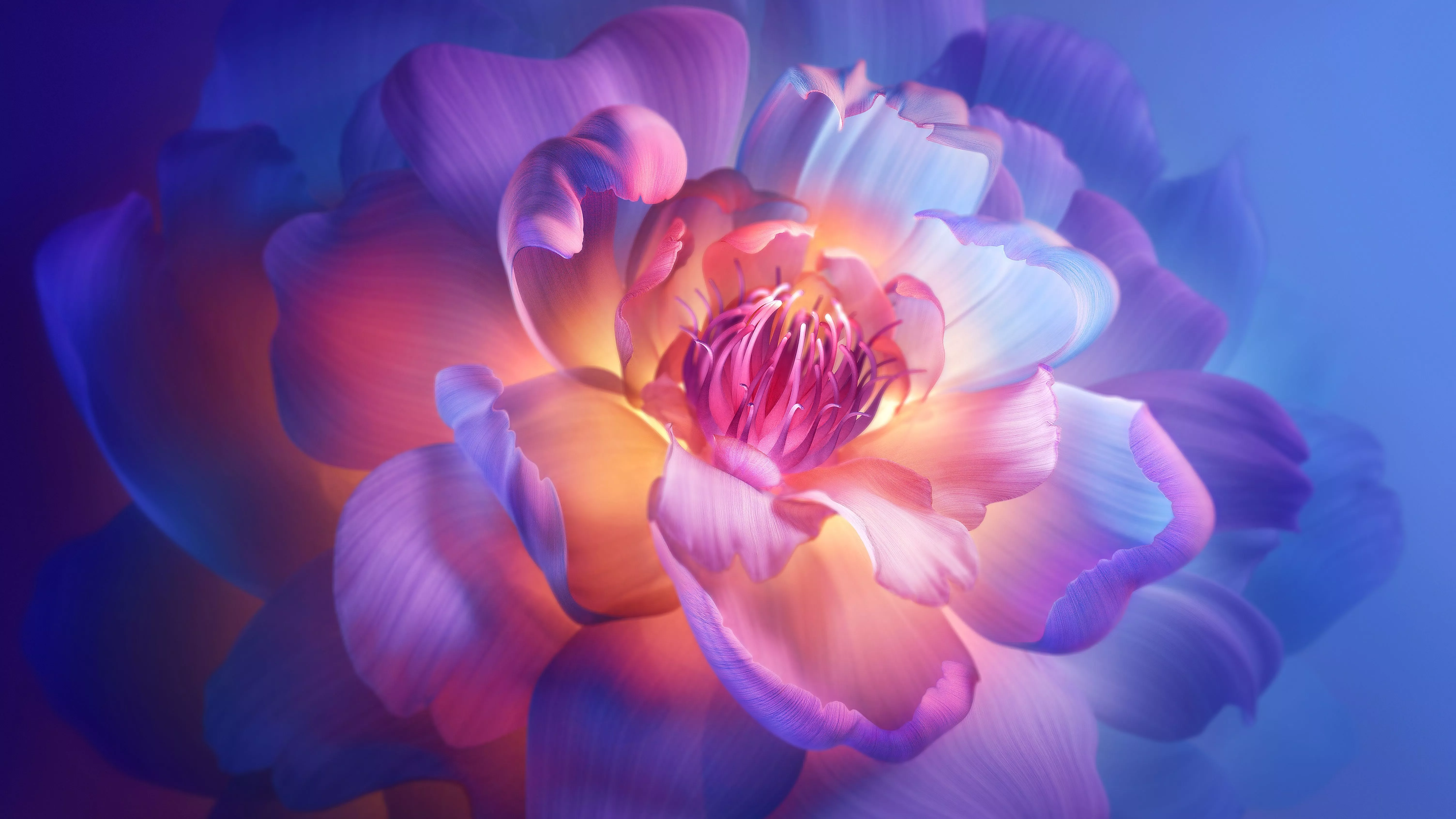 Peony flowers Wallpaper 4K, Aesthetic