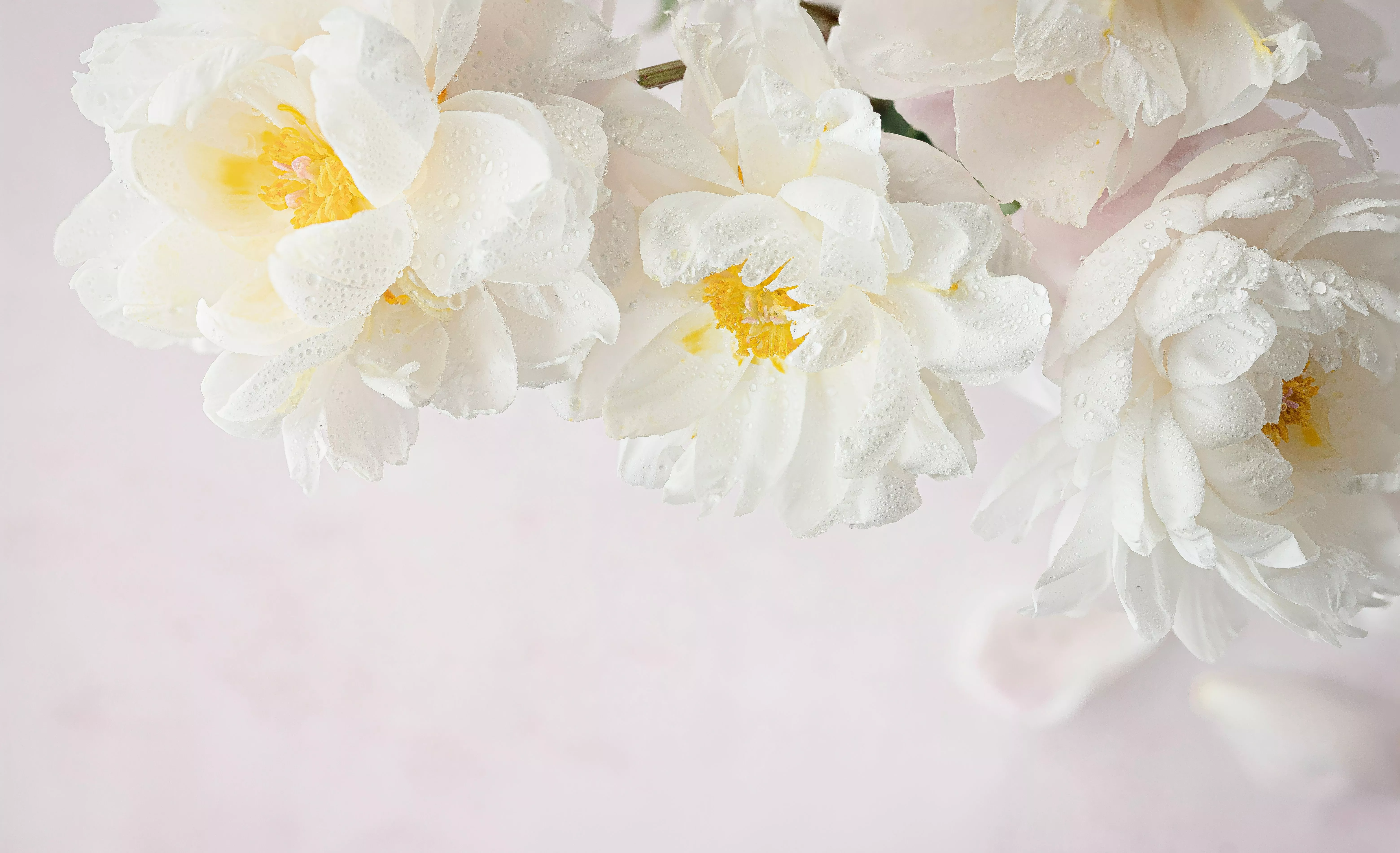 Peony flowers Wallpaper 4K, White