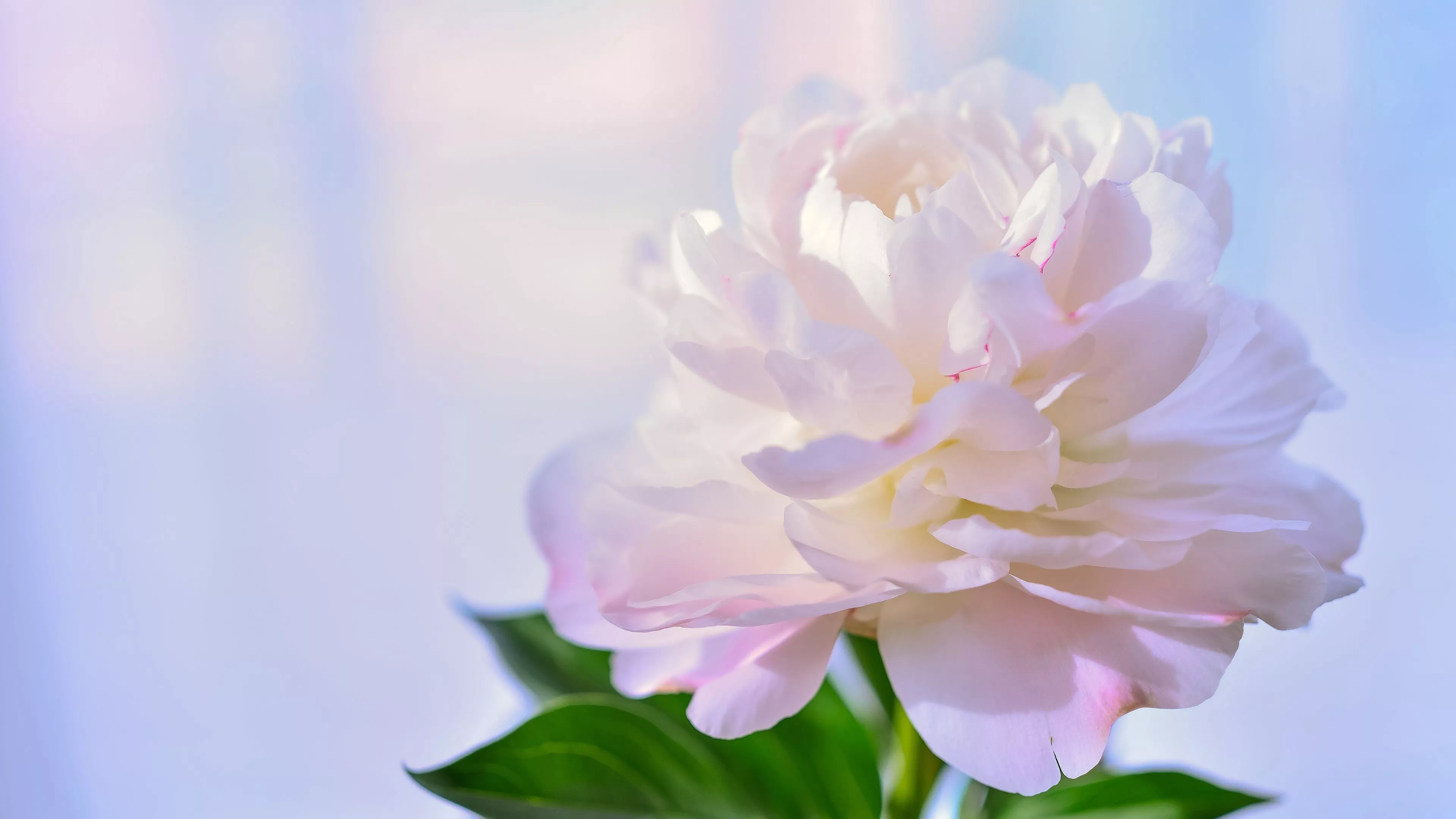 Macro Peony Petal White Flower 4K HD