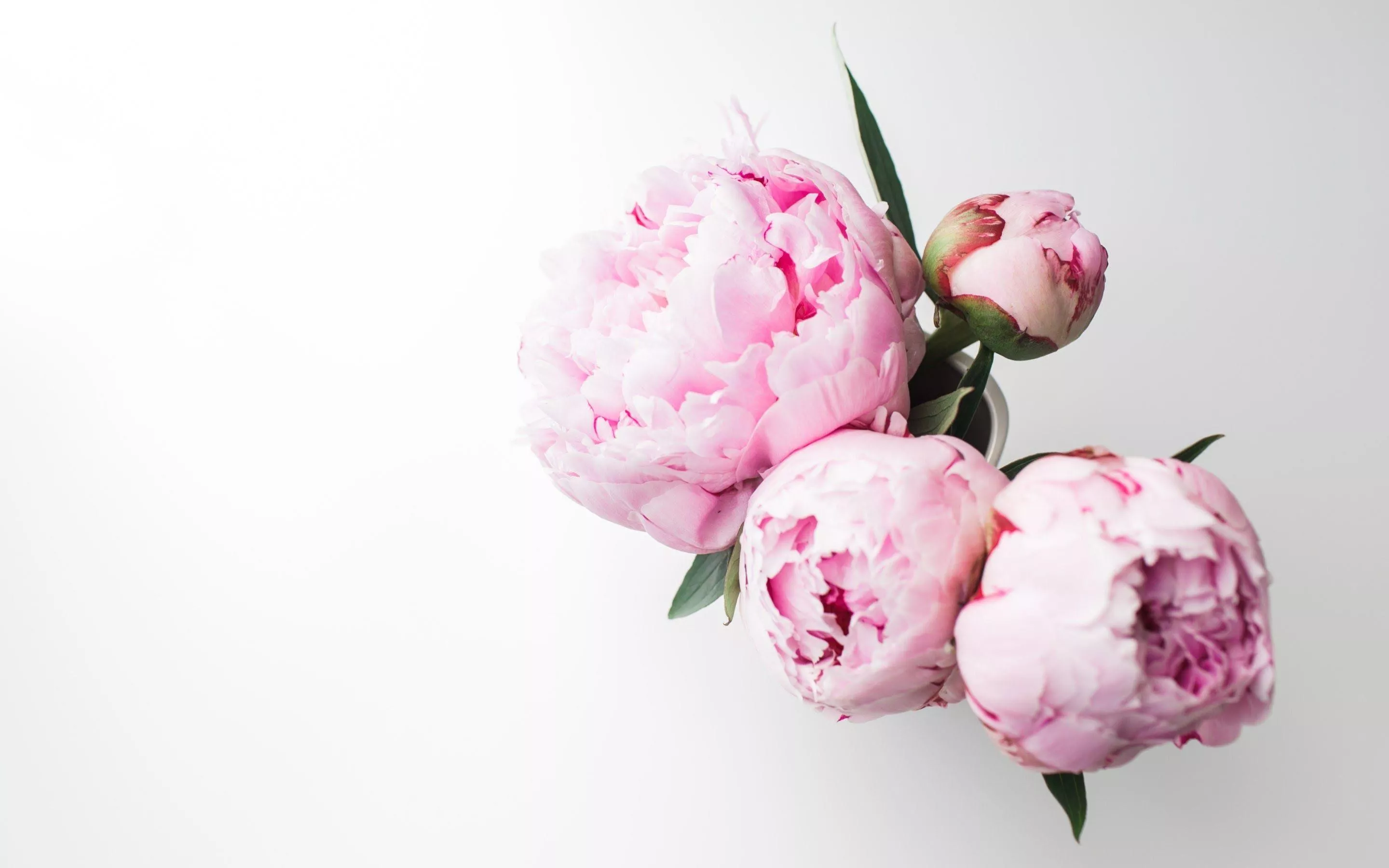 Peony Bouquet Wallpaper Free